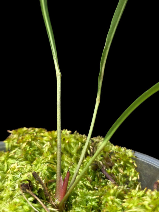 Anthurium Frederichtelii (EXACT PLANT)