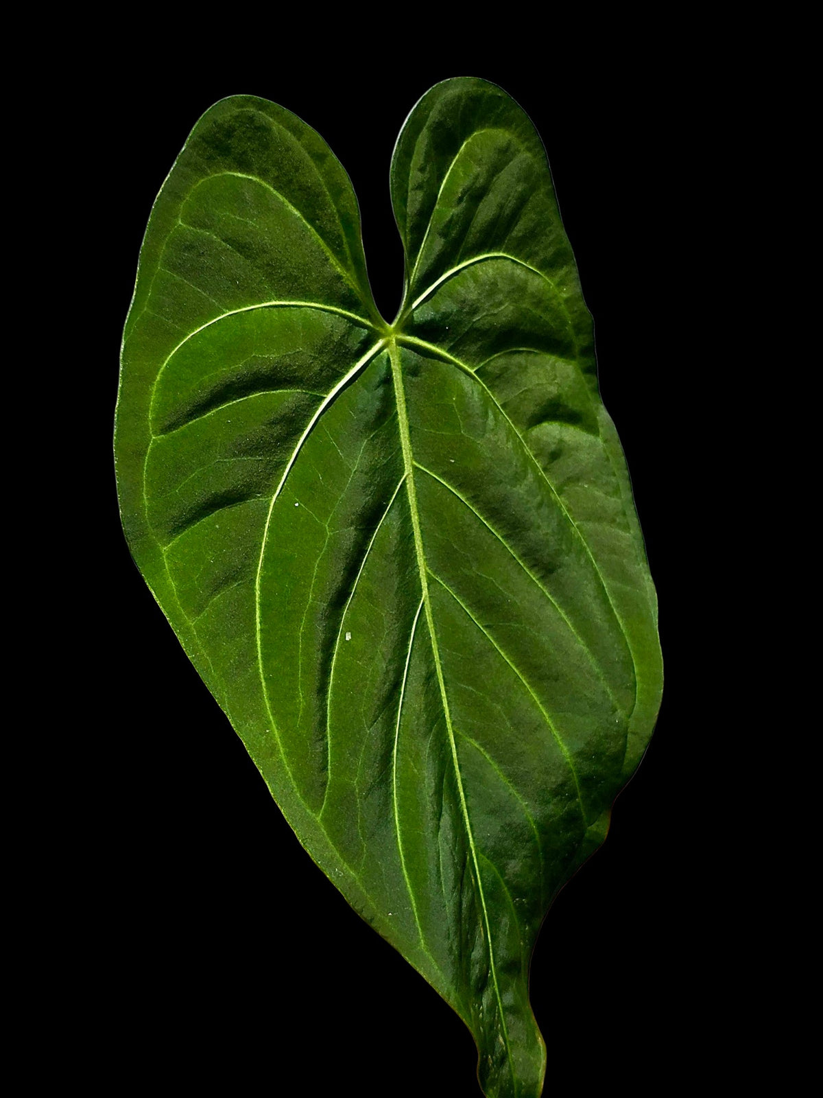 Anthurium sp. 'Tarapoto Velvet' Special Phenotype (EXACT PLANT)