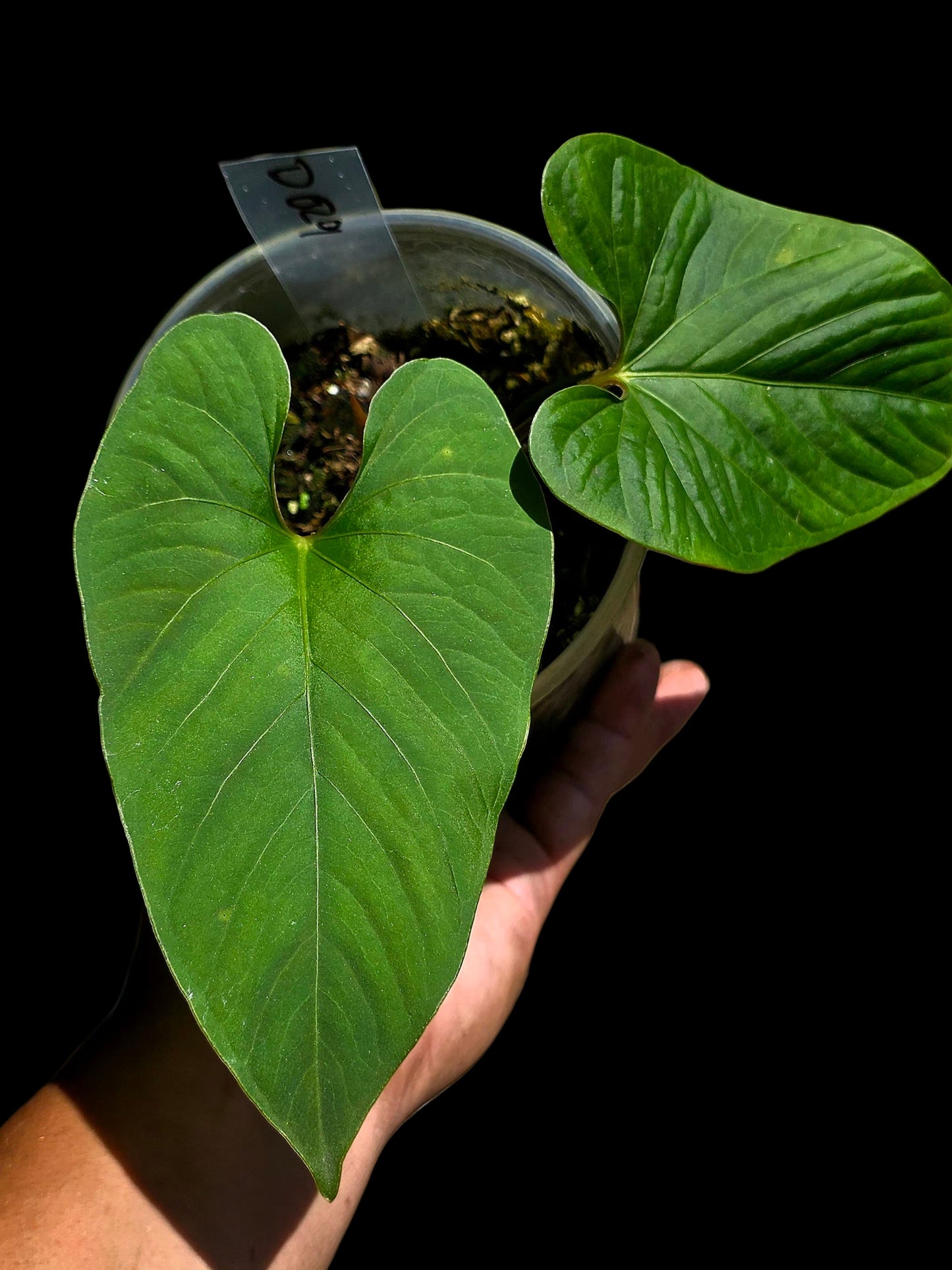 Anthurium sp. 'Kunayala Glow' Native to Panama (EXACT PLANT)