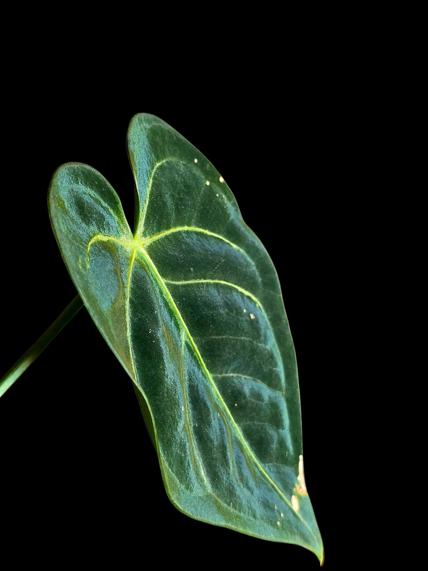Anthurium Regale 'Blue Velvet' (EXACT PLANT)