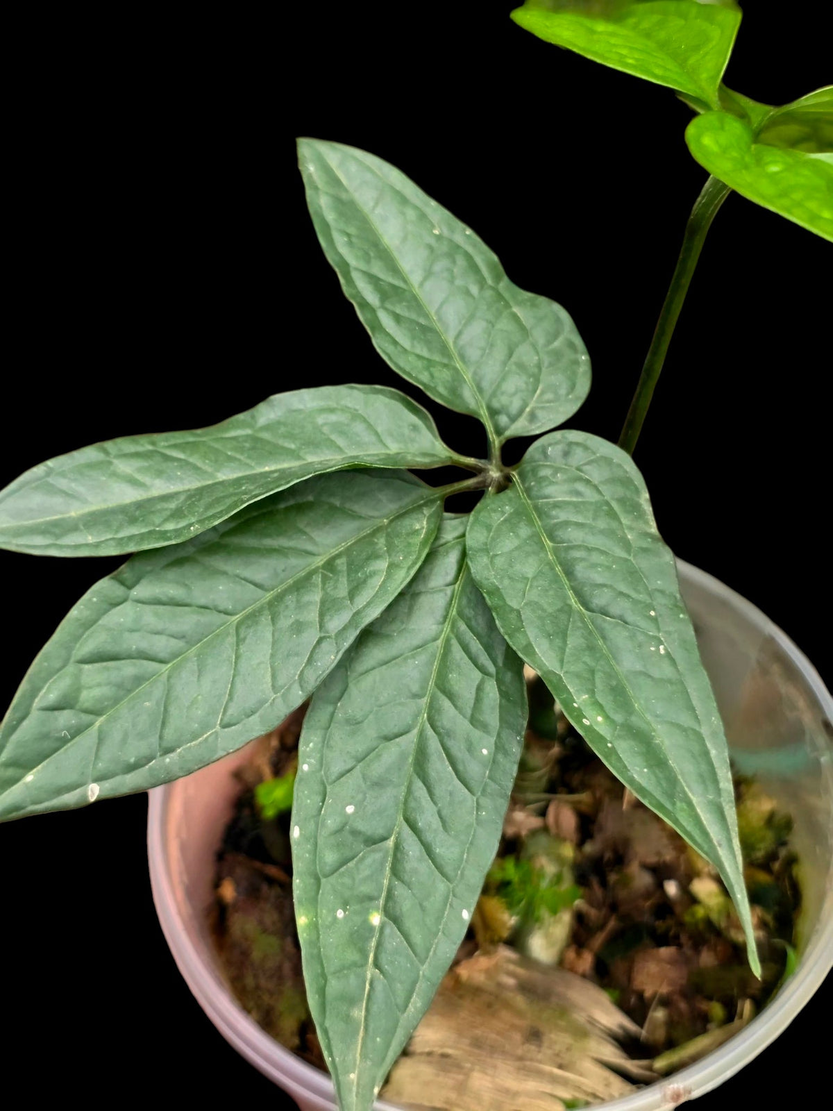Anthurium sp. 'Abiseo Silver Fingers' (EXACT PLANT)