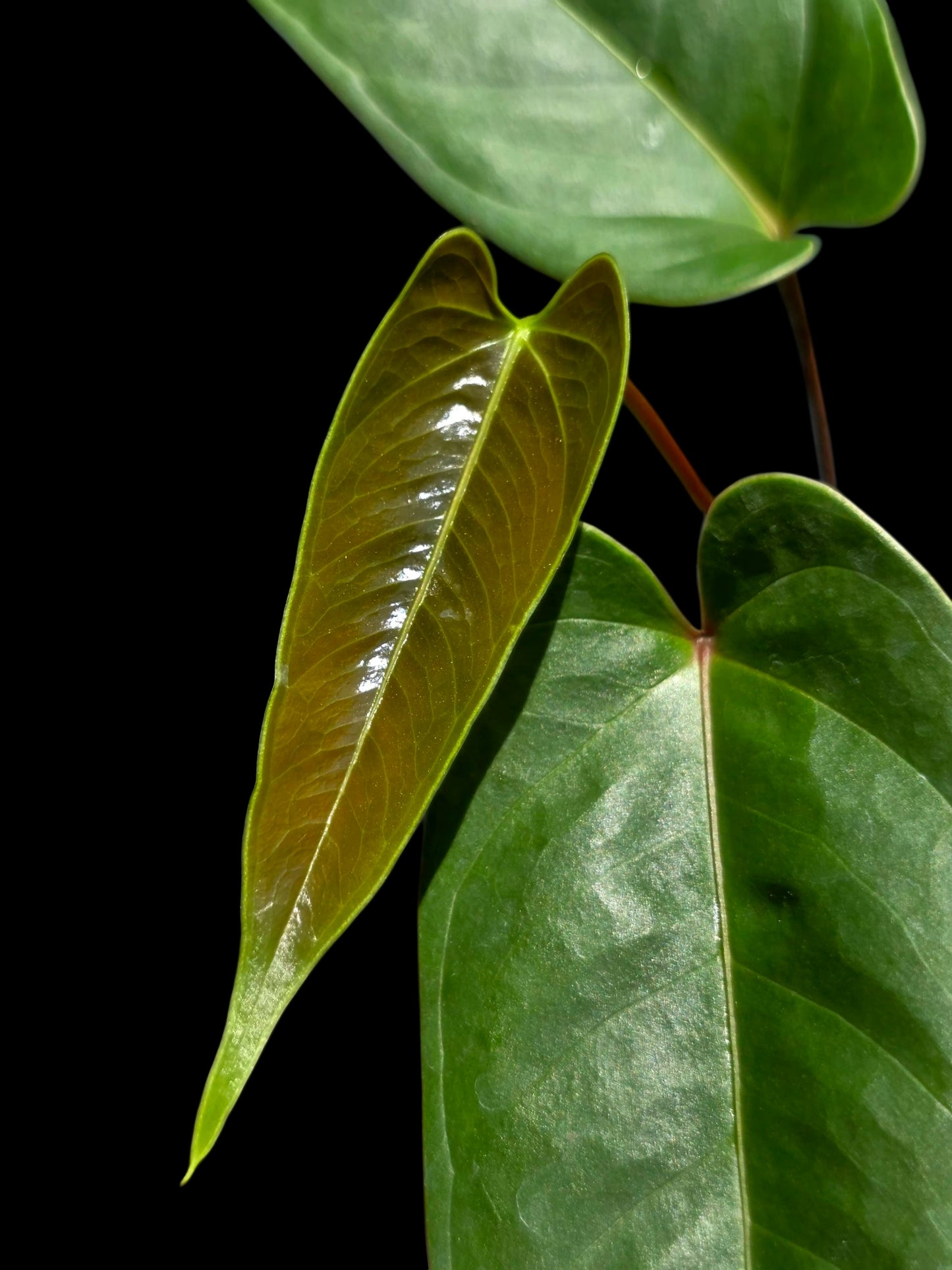 Anthurium Flavolineatum Wild Ecotype (EXACT PLANT)