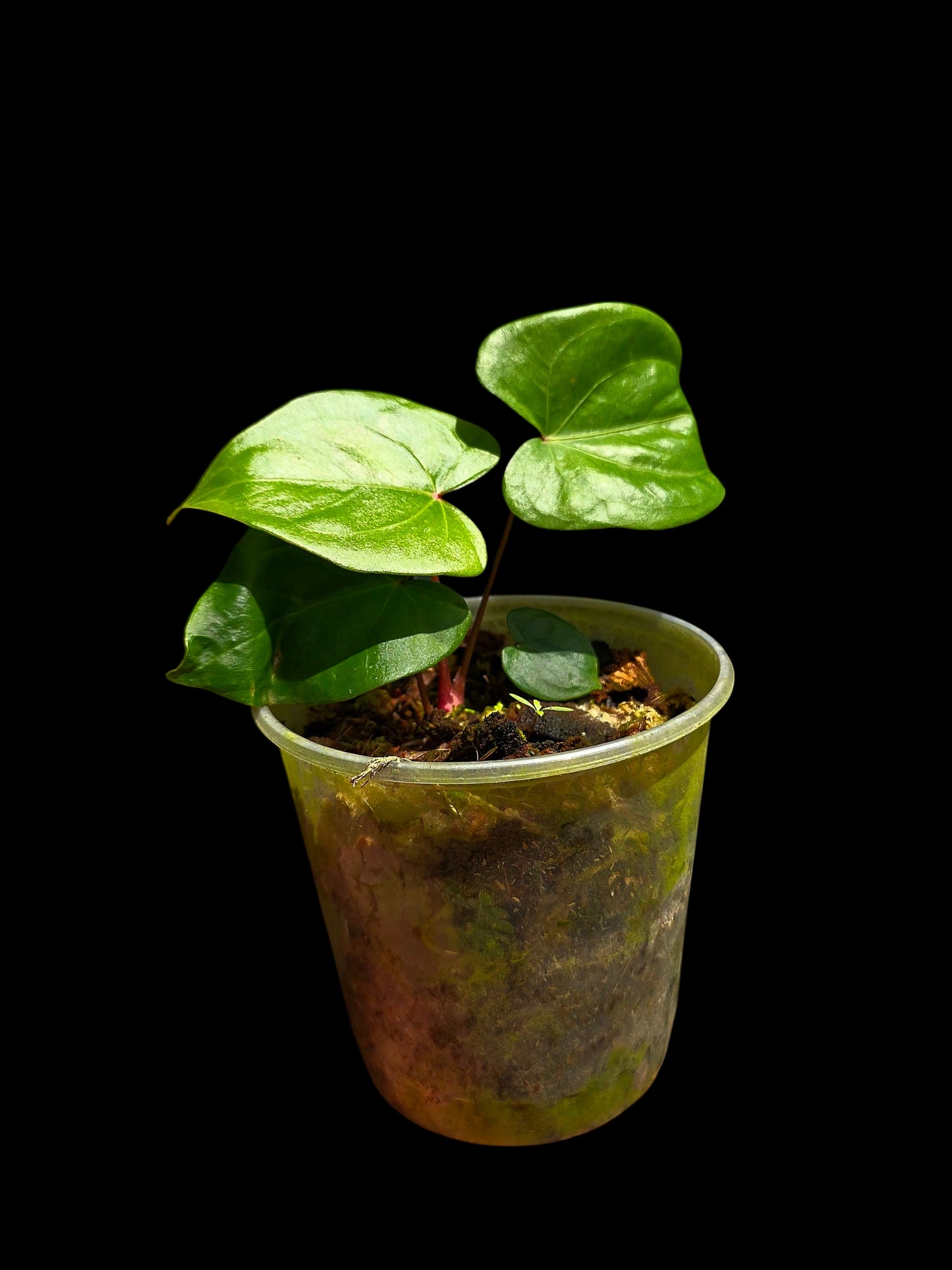 Anthurium sp. 'Amazon Red Petiole' (EXACT PLANT)