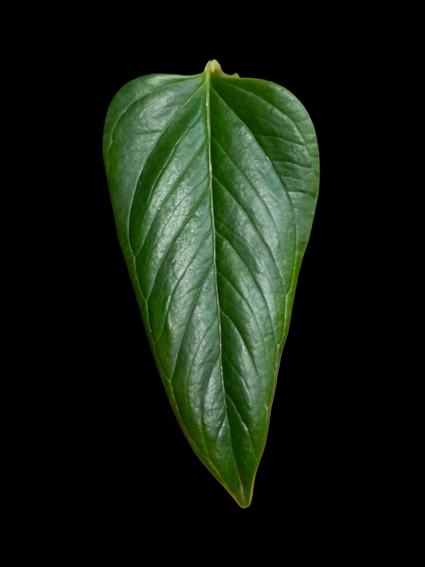 Anthurium sp. 'Indian Arrow' Wild Ecotype (EXACT PLANT)