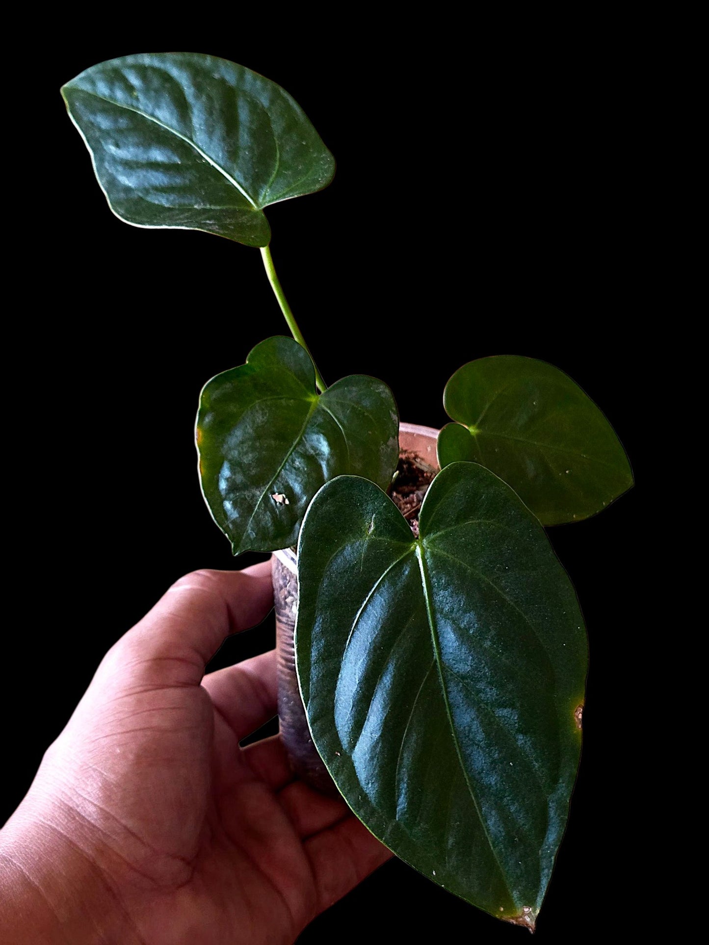 Anthurium sp. 'Peru Dark' (EXACT PLANT)