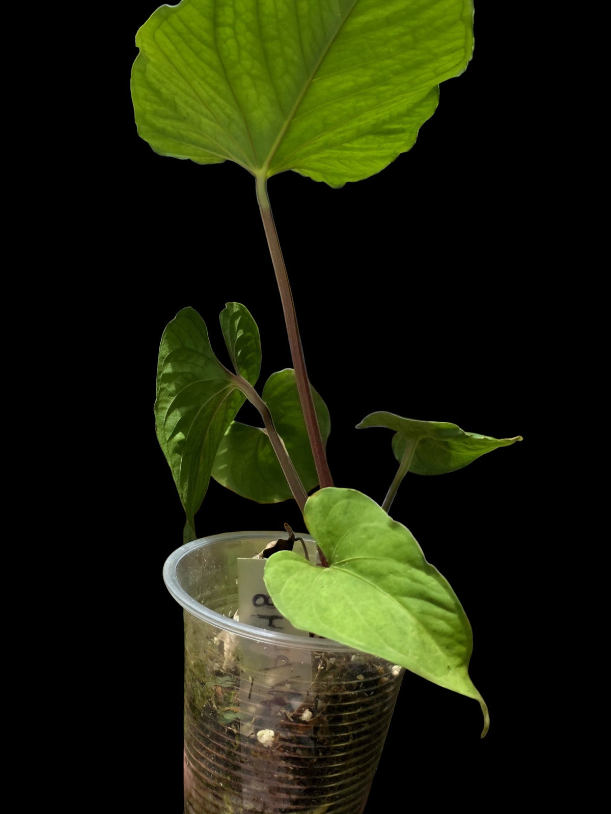 Anthurium sp. 'Kunayala Glow' Native to Panama (EXACT PLANT)
