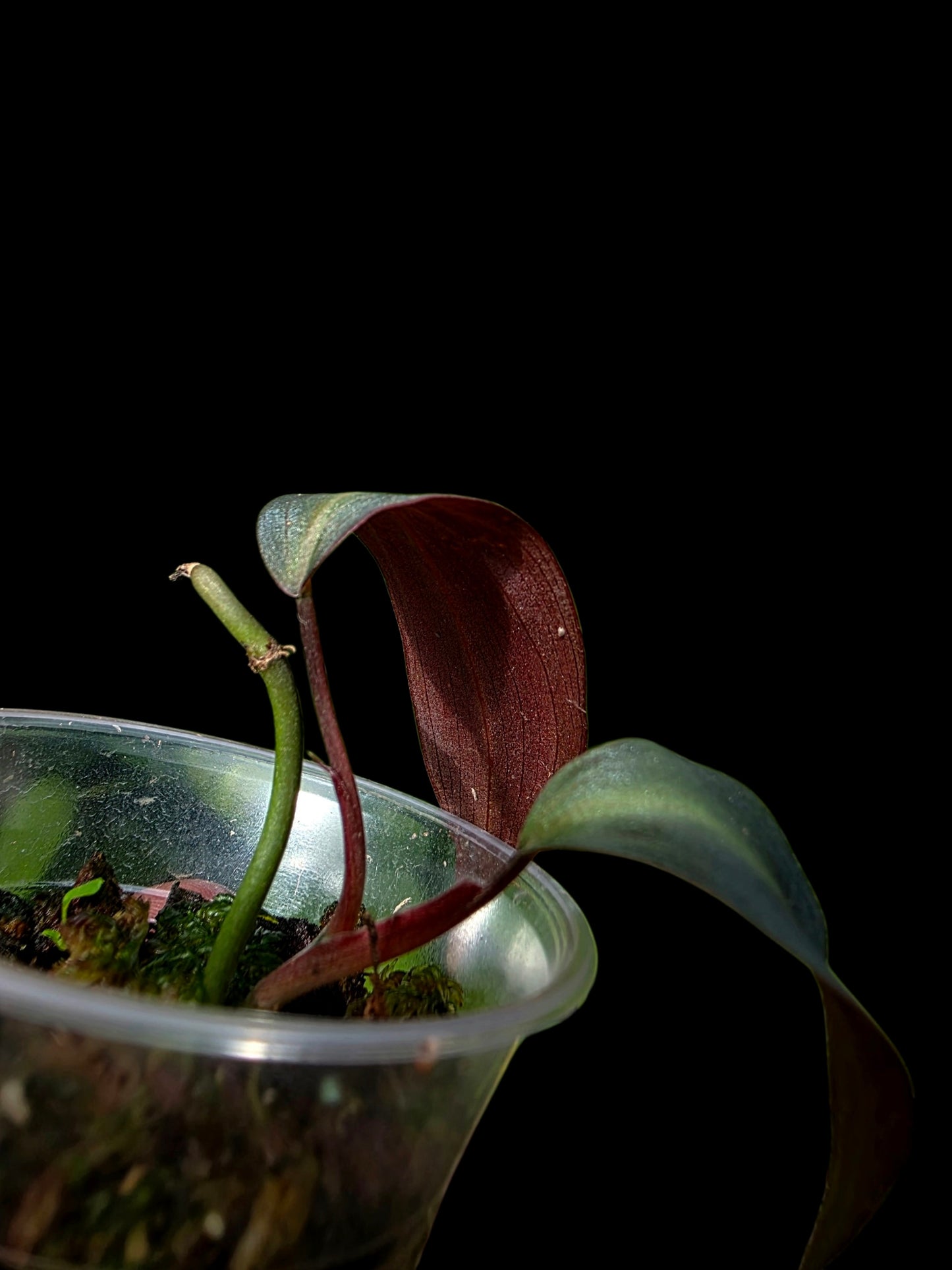 Philodendron sp. 'Peruvian Red Velvet Trilobe' (EXACT PLANT)