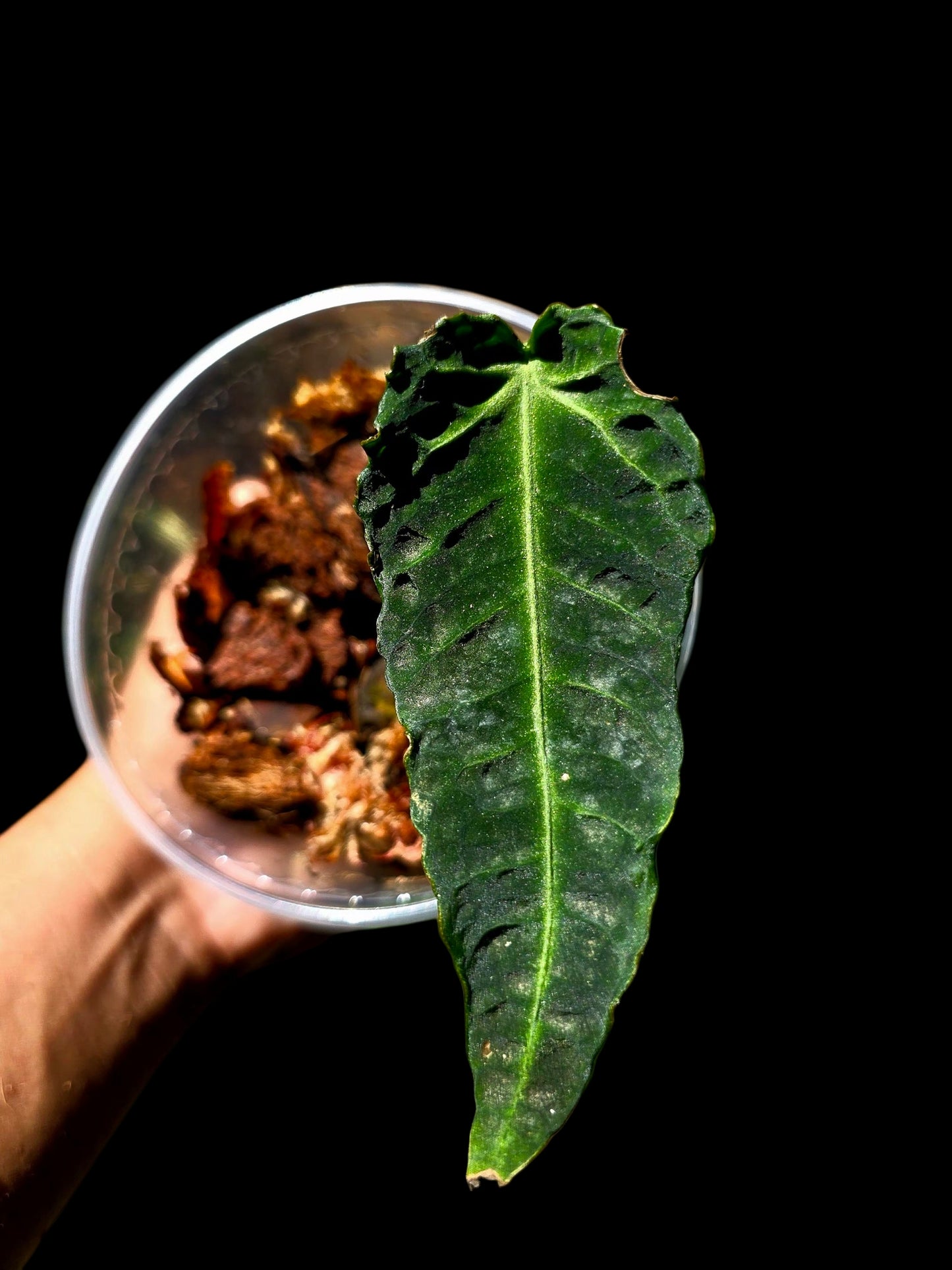 Anthurium sp. 'Andinum Lattice Crispus' Metamorphosis Phenotype (EXACT PLANT)