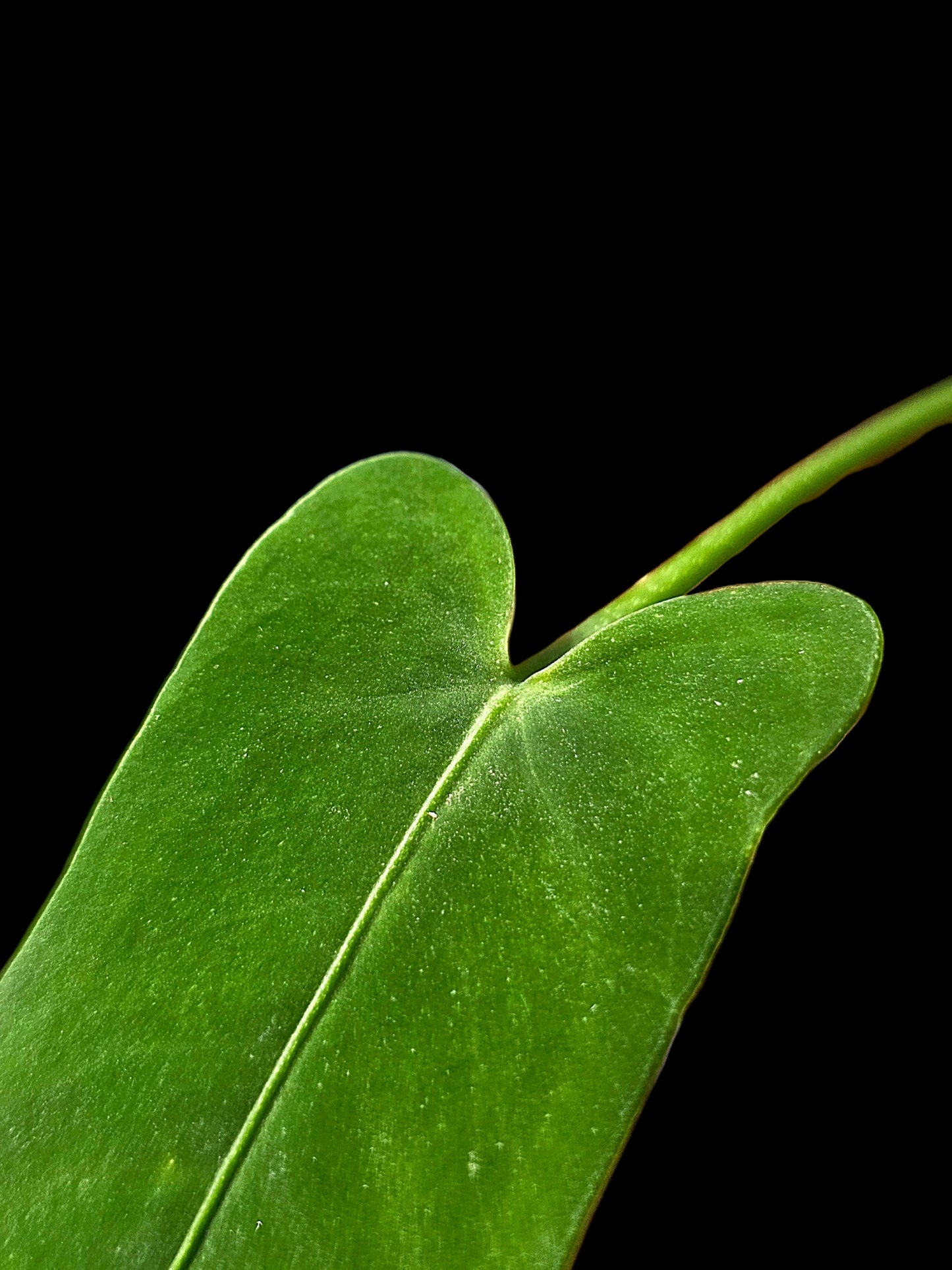Anthurium sp. 'Tingomarianense Velvet Lobed' with 2 Leaves (EXACT PLANT)