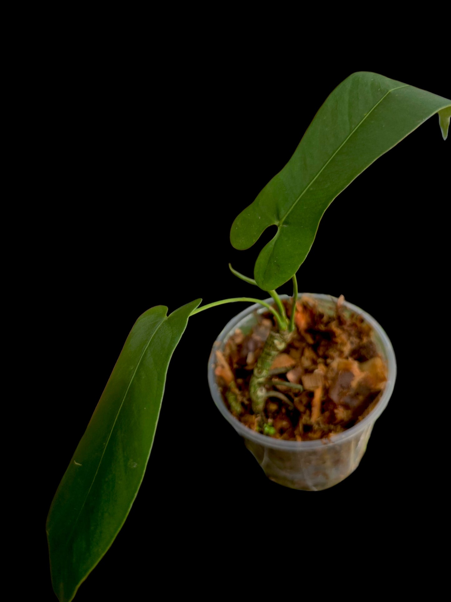 Anthurium sp. 'Tingomarianense Velvet Lobed' with 2 Leaves (EXACT PLANT)