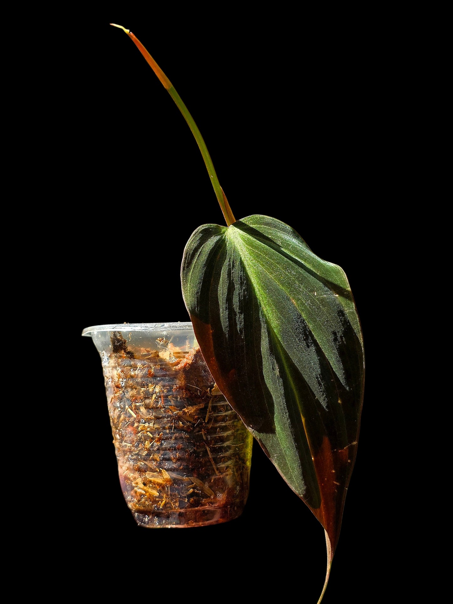 Philodendron sp. 'Peruvian Red Velvet Trilobe' (EXACT PLANT)