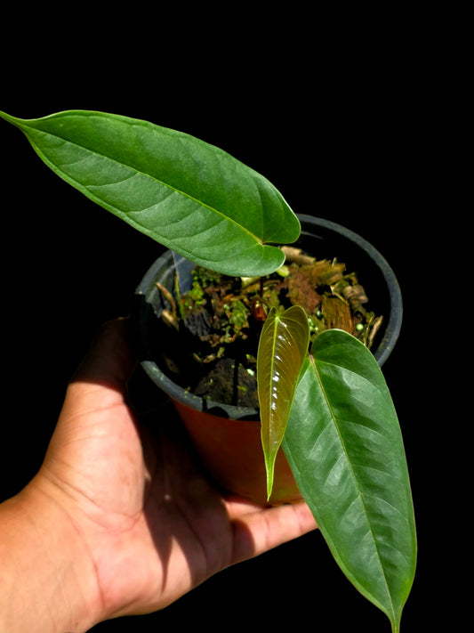 Anthurium Flavolineatum Wild Ecotype (EXACT PLANT)