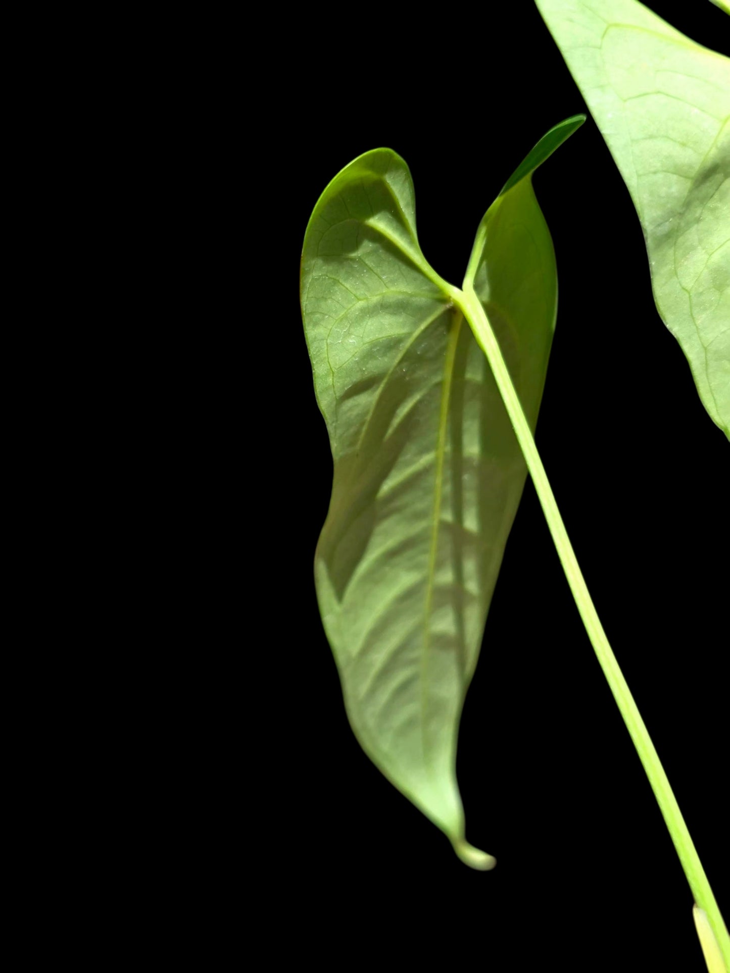 Anthurium sp. 'Verdesino' Wild Ecotype (EXACT PLANT)
