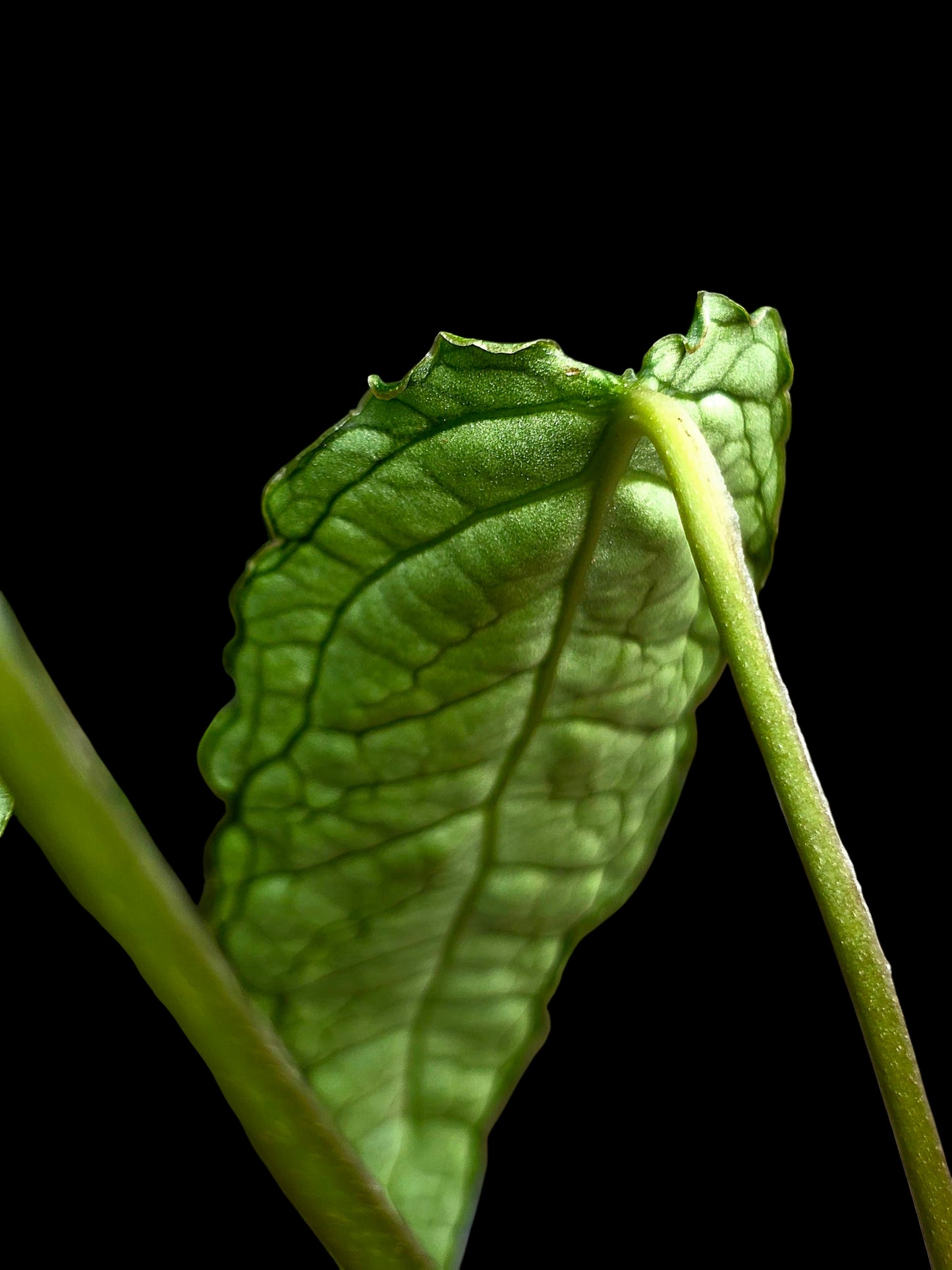 Anthurium sp. 'Andinum Lattice Crispus' Metamorphosis Phenotype (EXACT PLANT)