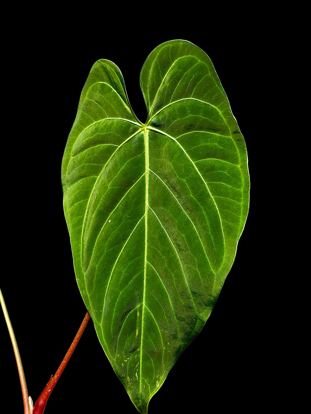Anthurium sp. 'Tarapoto Velvet' Special Phenotype (EXACT PLANT)