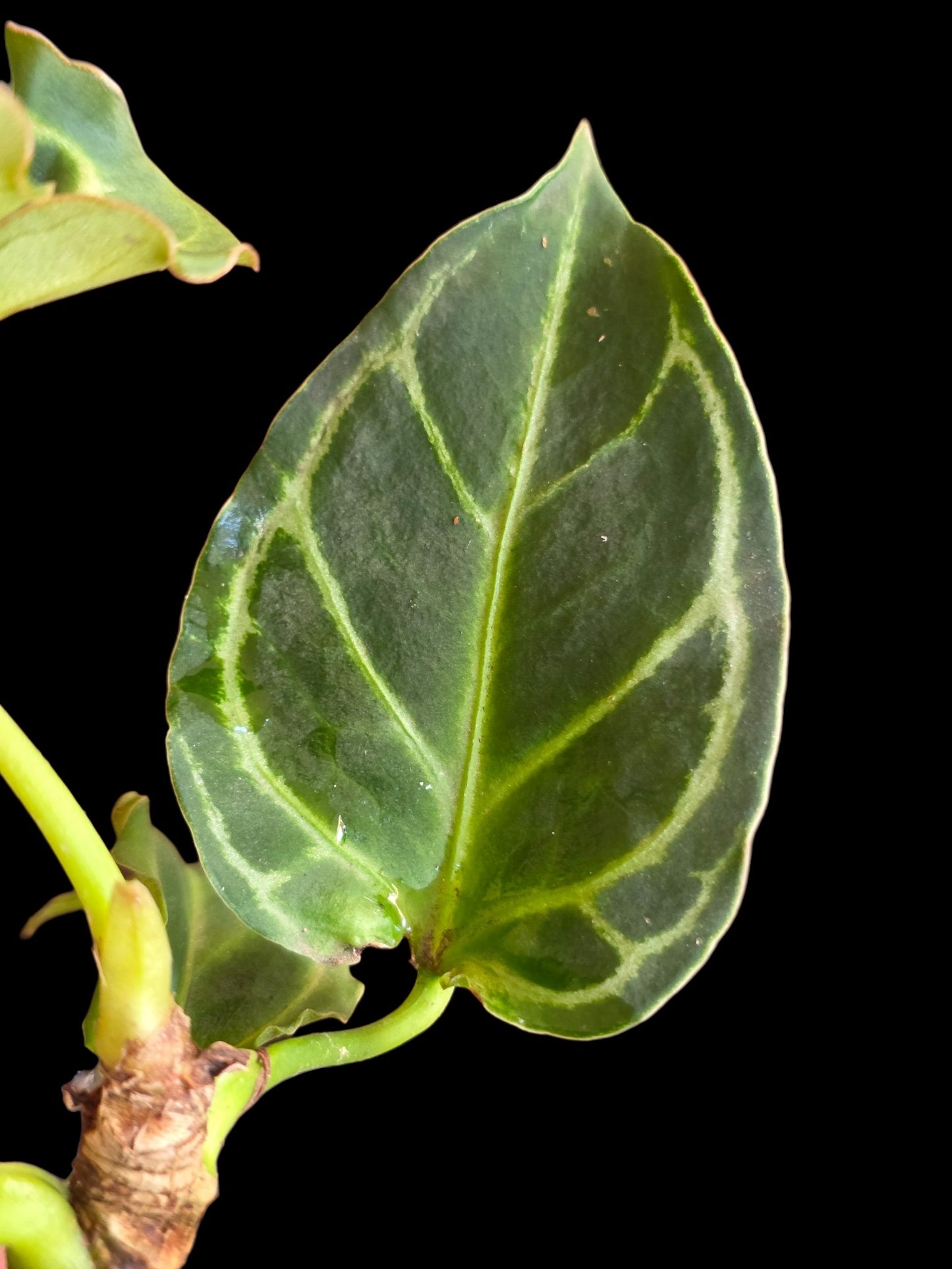 Anthurium Crystallinum 'Mutation' (EXACT PLANT)