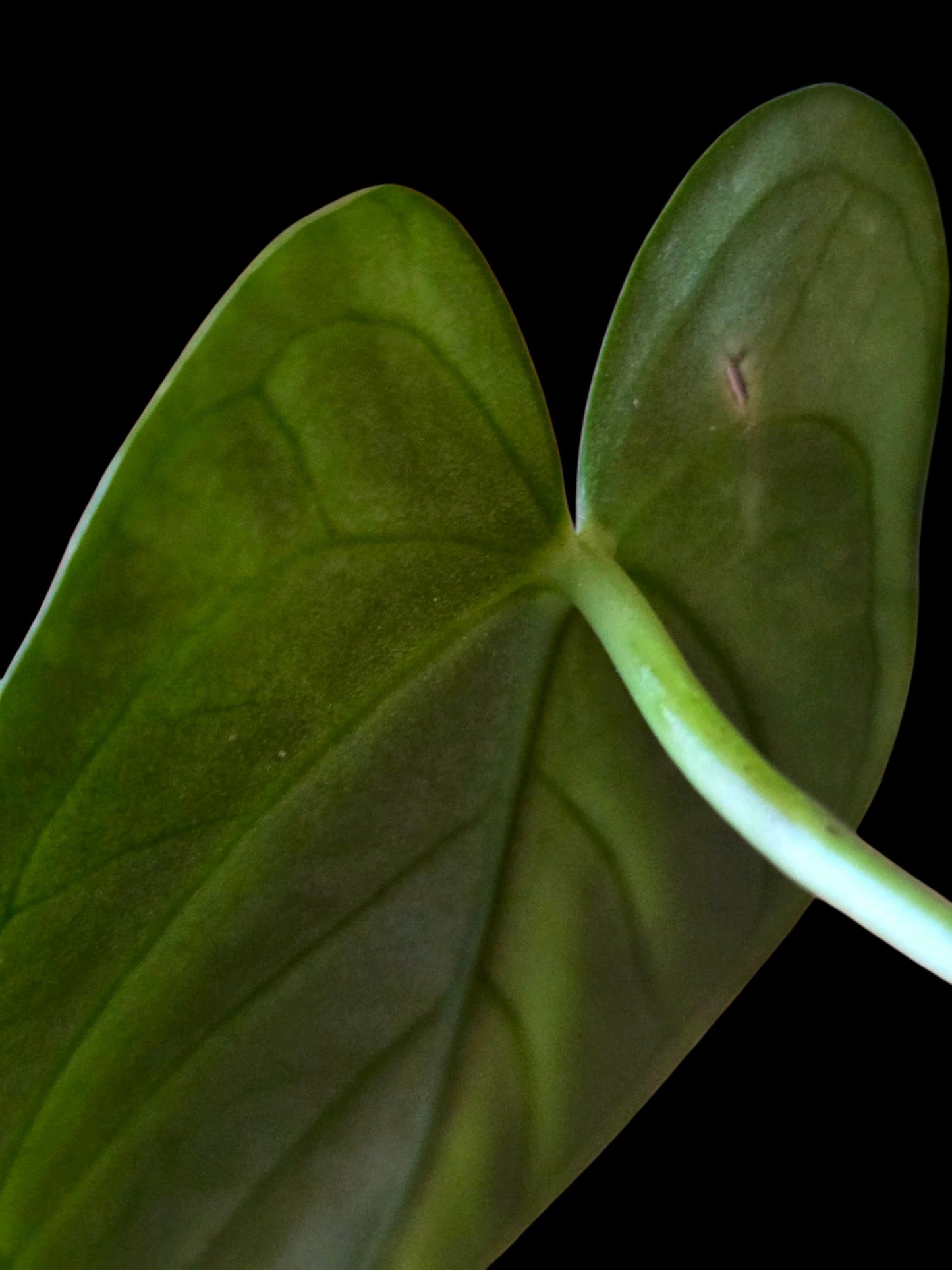 Anthurium sp. 'Peru Dark' (EXACT PLANT)