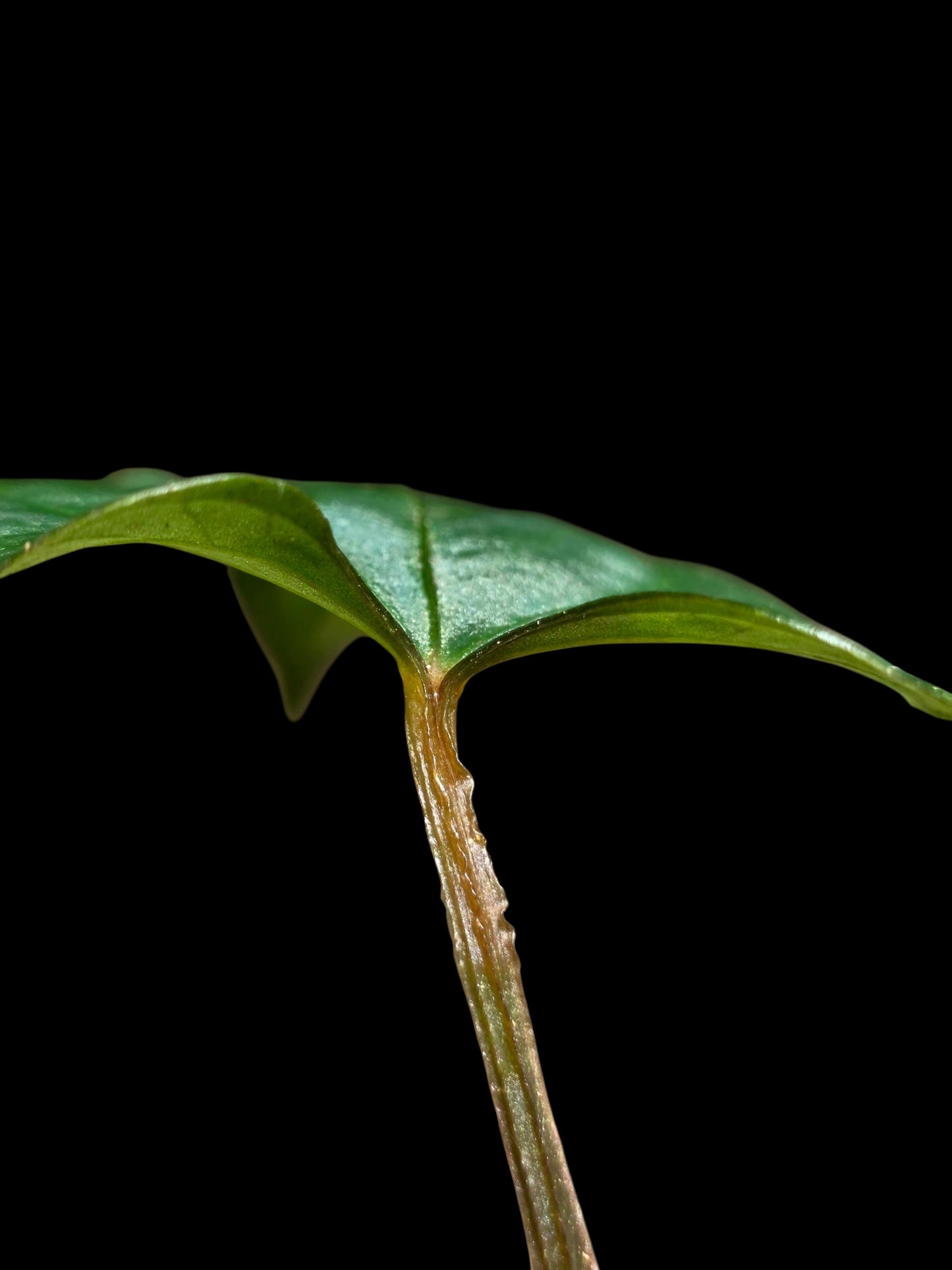 Anthurium sp. 'Huanuco Velvet' (EXACT PLANT)