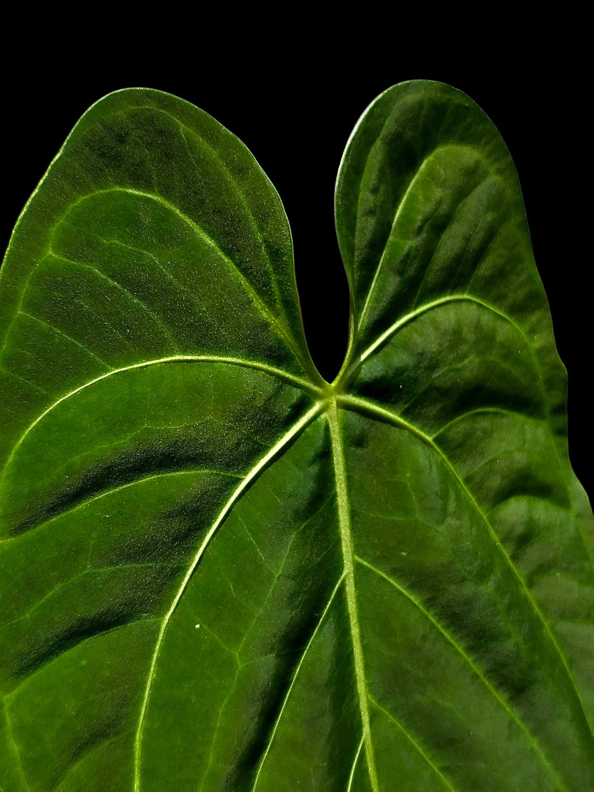 Anthurium sp. 'Tarapoto Velvet' Special Phenotype (EXACT PLANT)