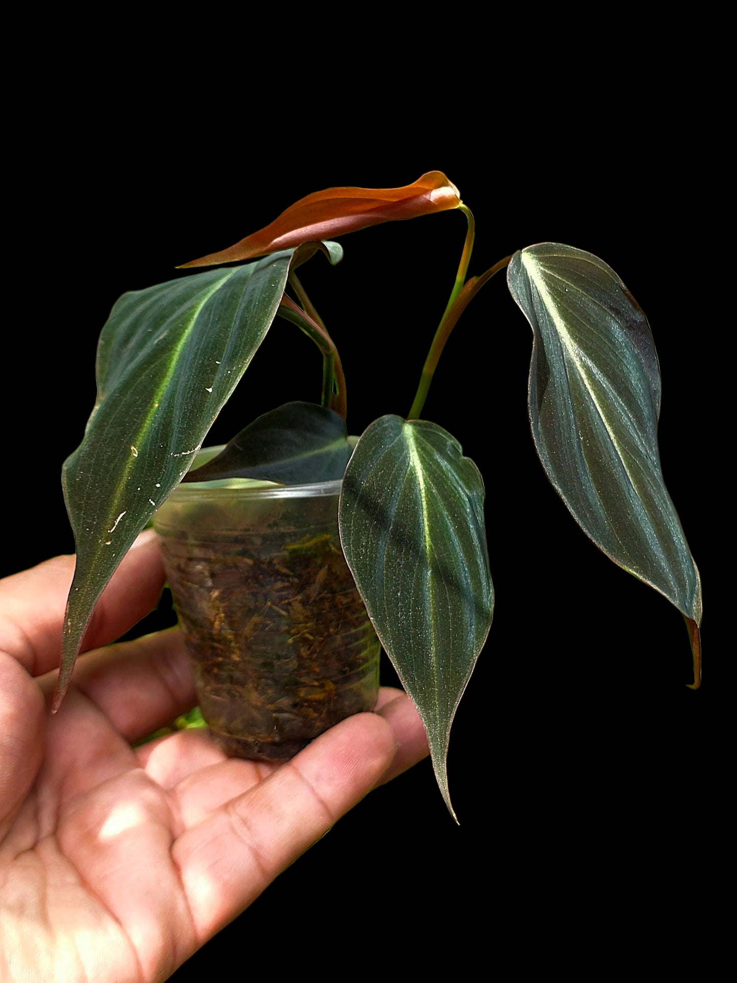 Philodendron sp. 'Peruvian Red Velvet Trilobe' (EXACT PLANT)
