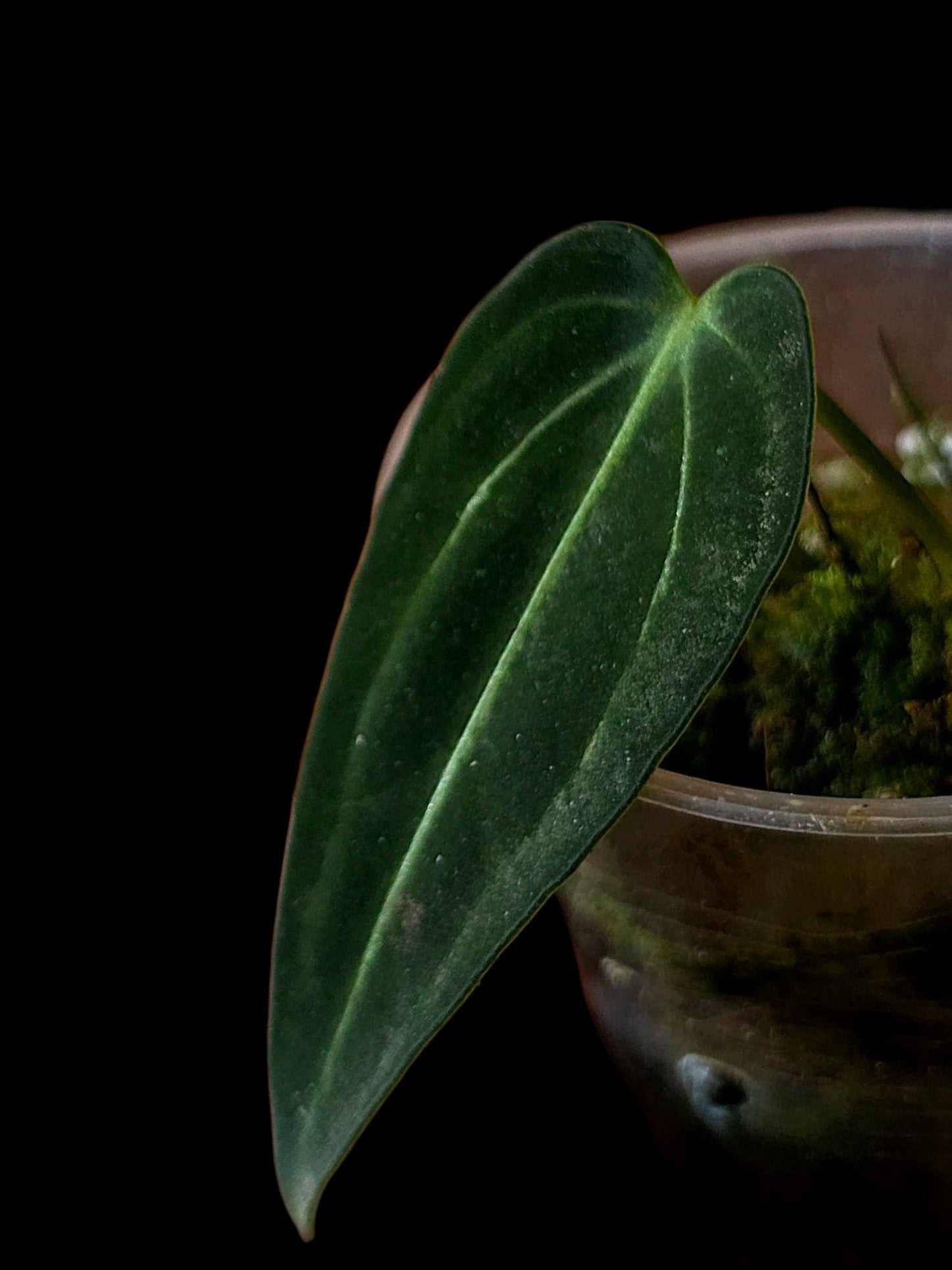 Anthurium Warocqueanum X Crystallinum (EXACT PLANT)