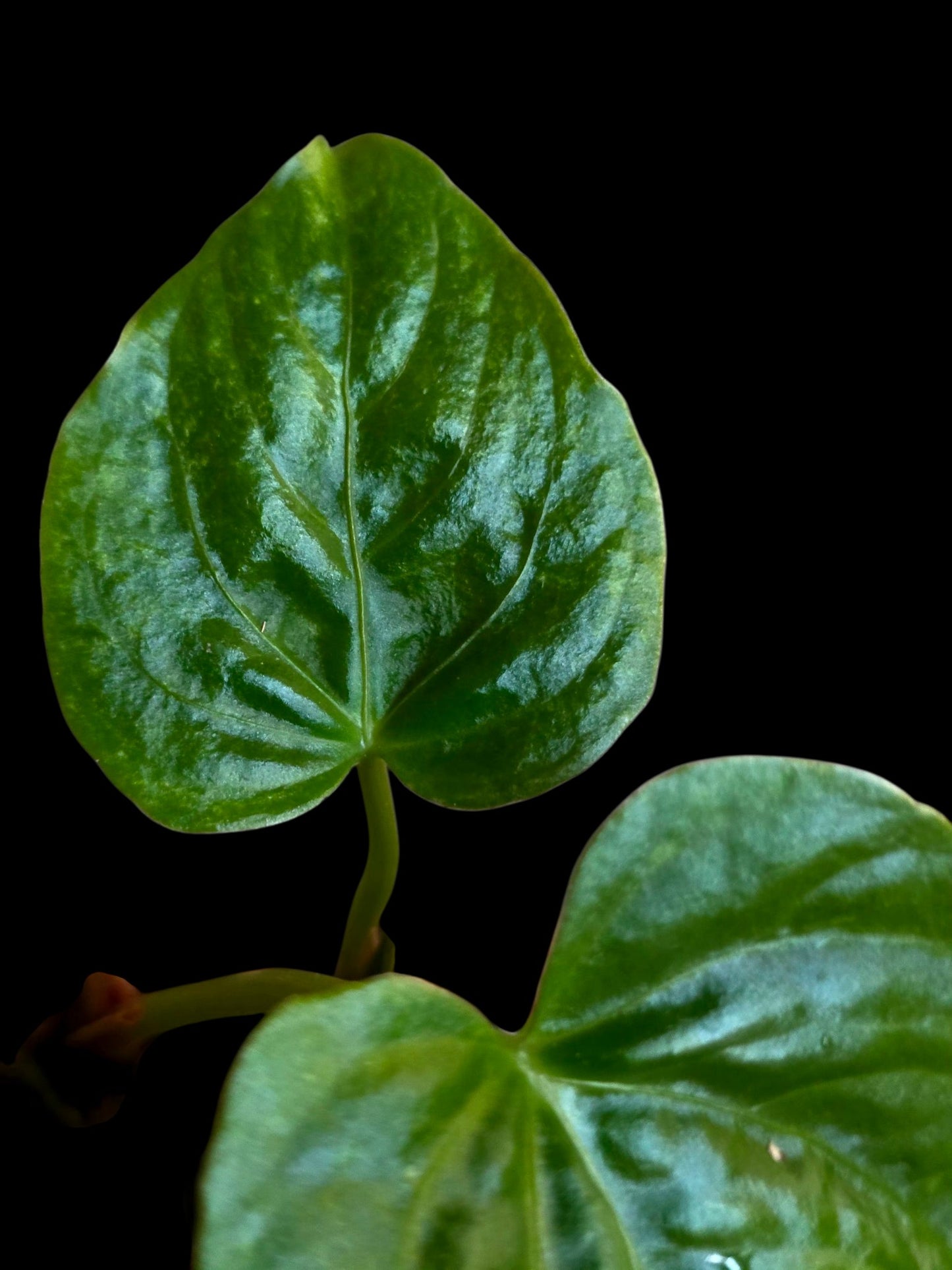 Anthurium Debilis  (EXACT PLANT)