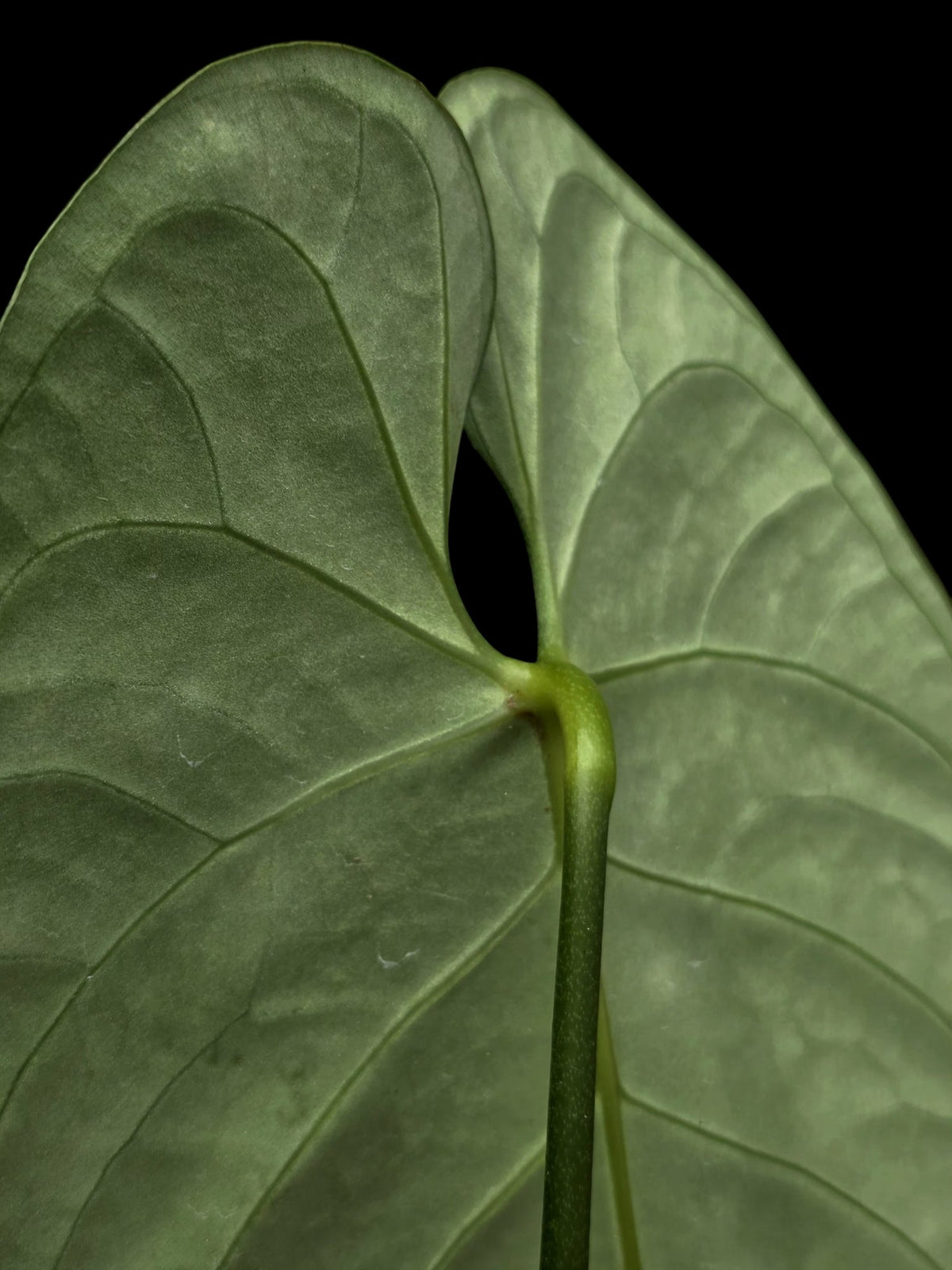 Anthurium Regale White Stripes (EXACT PLANT)