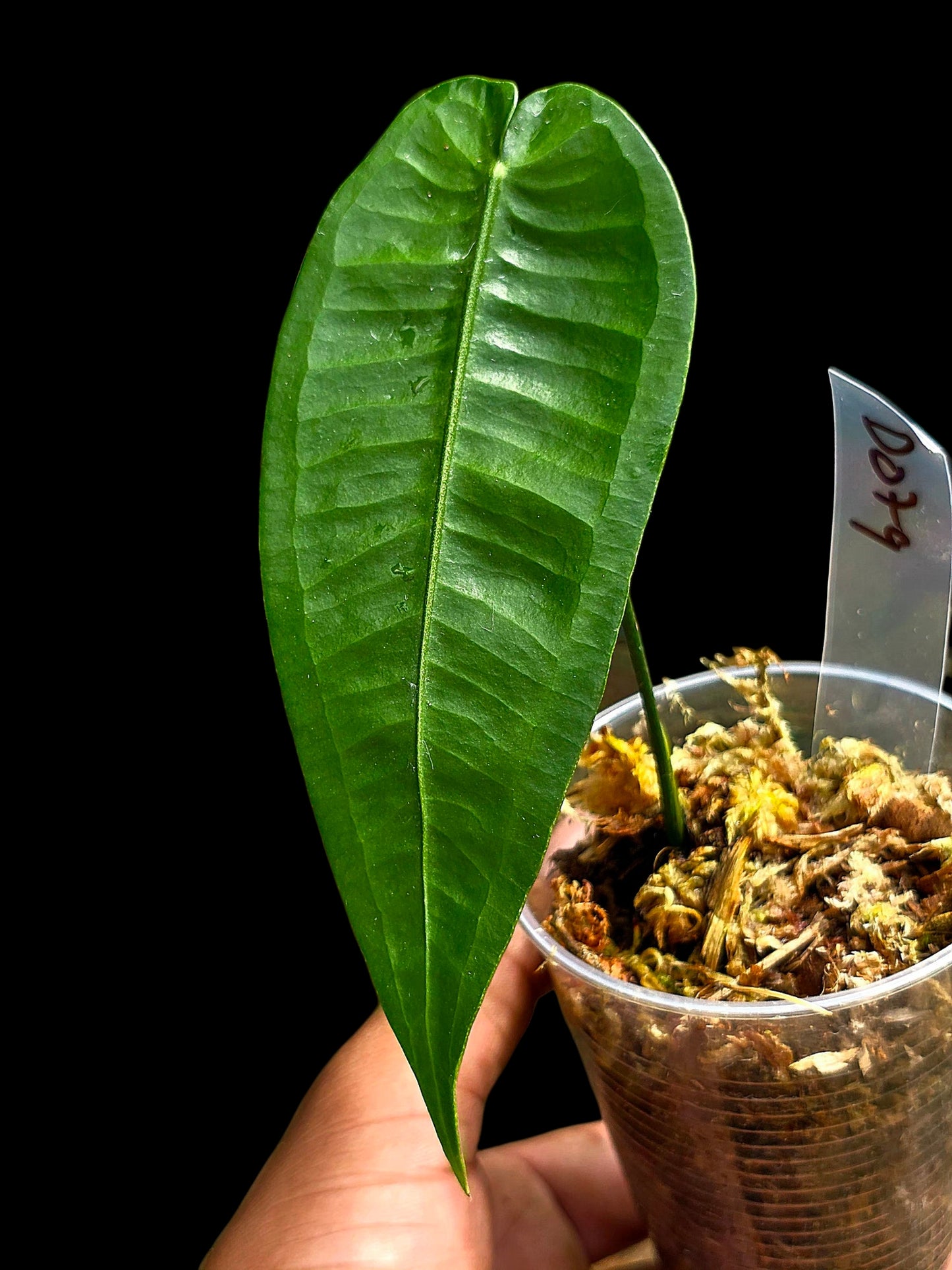 Anthurium Timplowmani Wild Ecotype (EXACT PLANT)