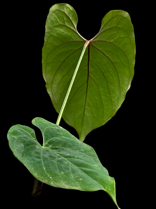 Anthurium sp. 'Purple Velvet' Bullate Leaves (EXACT PLANT)