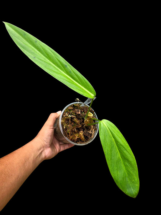 Philodendron sp. 'tenuifolium' (EXACT PLANT)