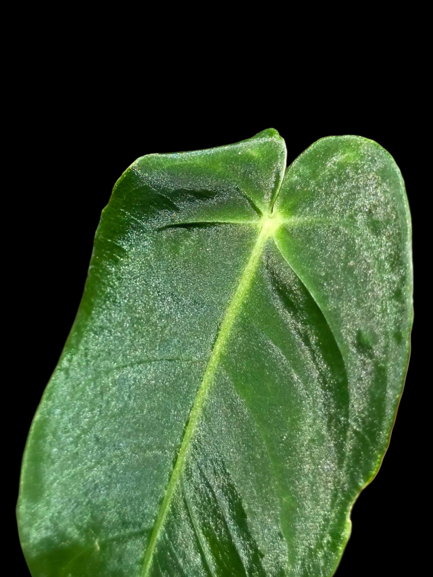 Anthurium Queremalense (EXACT PLANT)