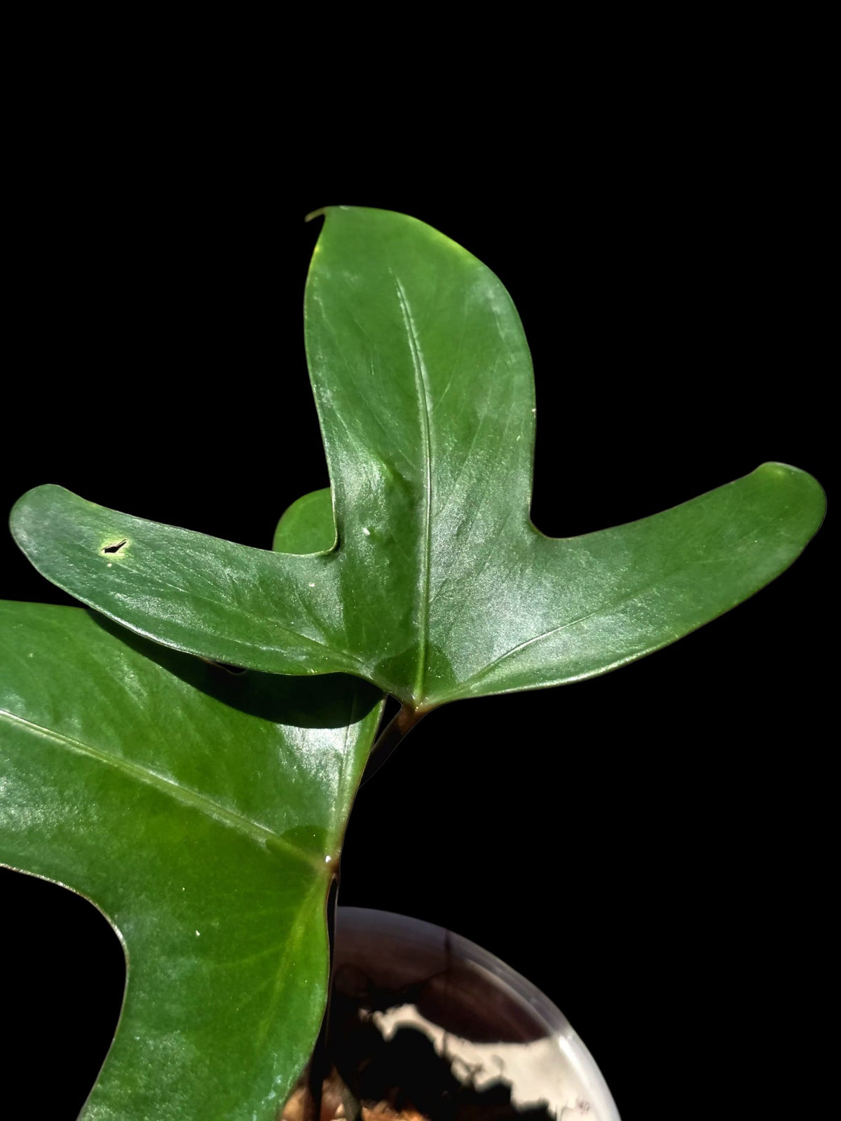 Anthurium sp. 'Tridentatum' (EXACT PLANT)