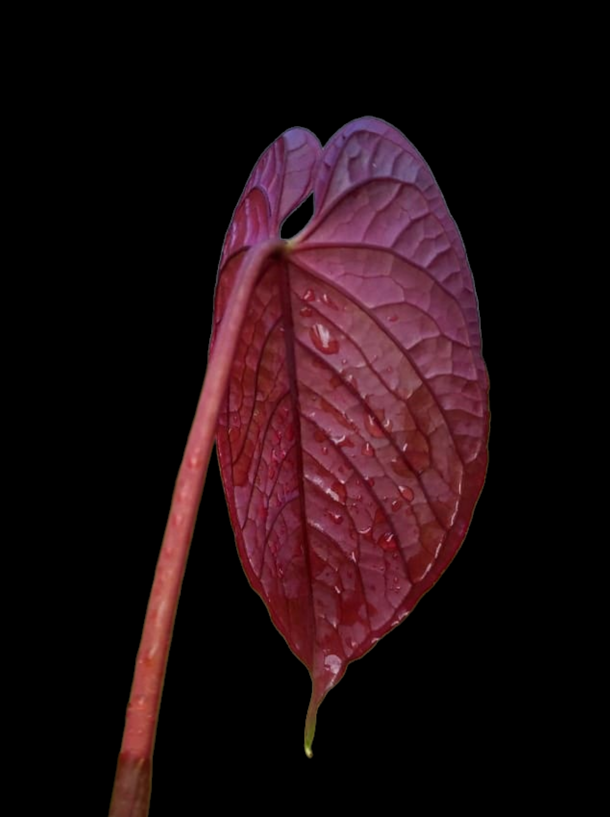 (Copia) Anthurium Sp. 'Purple' with 2 Leaves (EXACT PLANT)