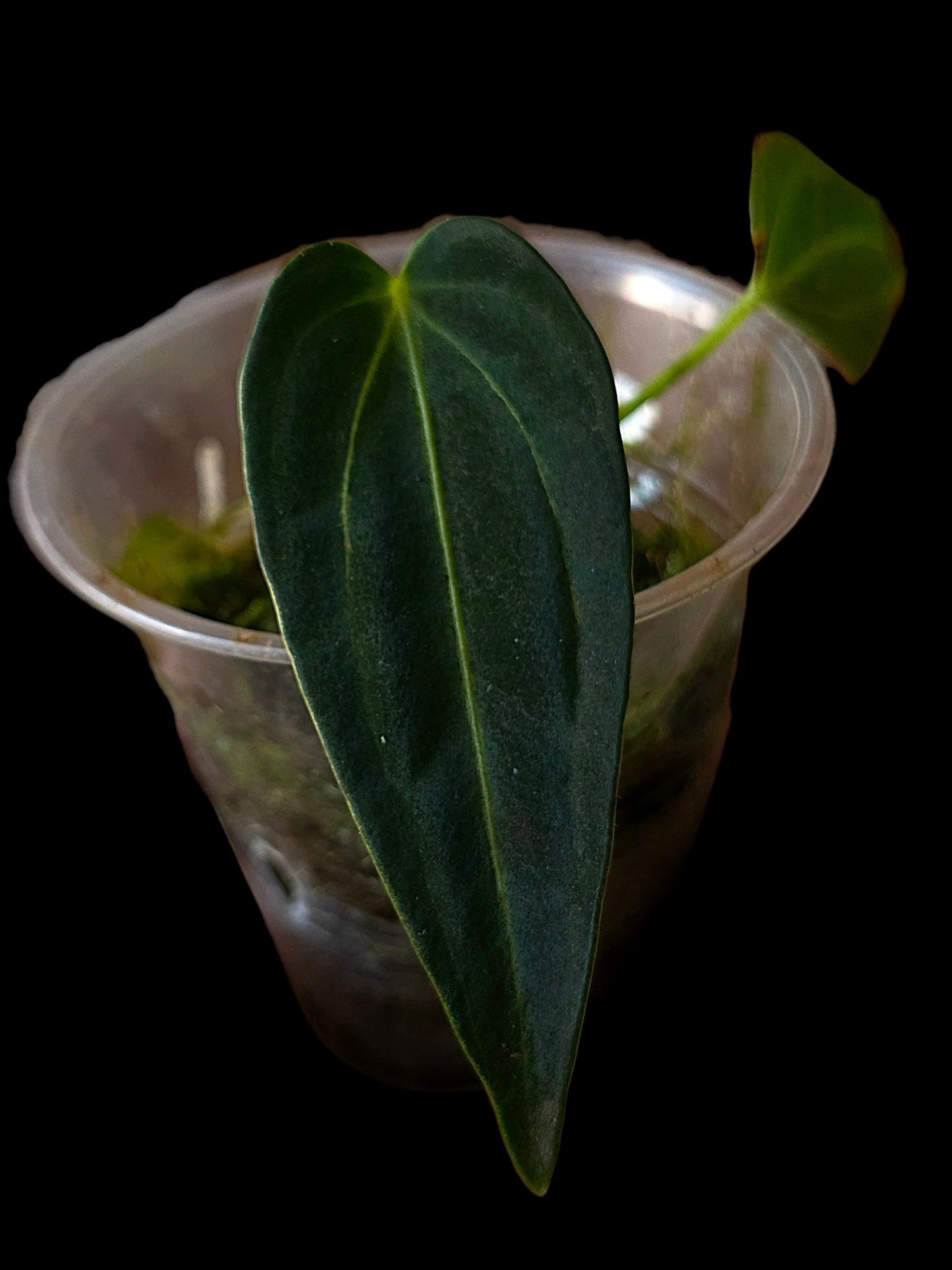 Anthurium Warocqueanum X Crystallinum (EXACT PLANT)