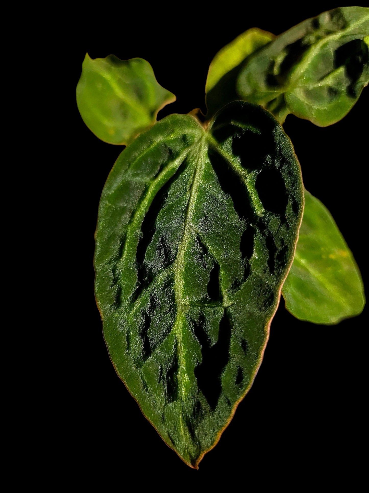 Anthurium sp. 'Amazon Monster Veins' Wild Ecotype (EXACT PLANT)