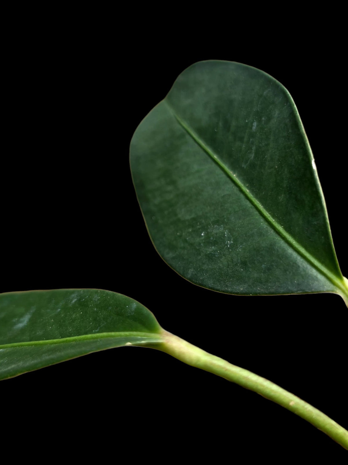 Anthurium sp. 'El Pongo' (EXACT PLANT)