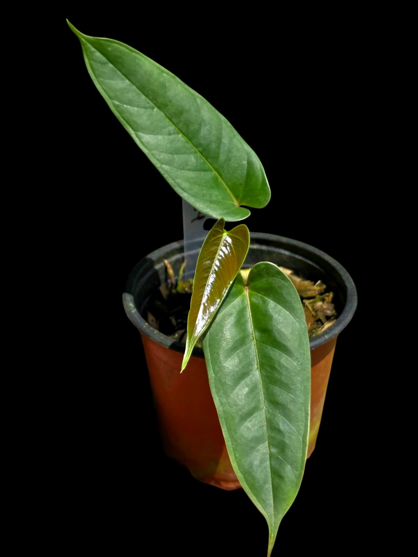 Anthurium Flavolineatum Wild Ecotype (EXACT PLANT)