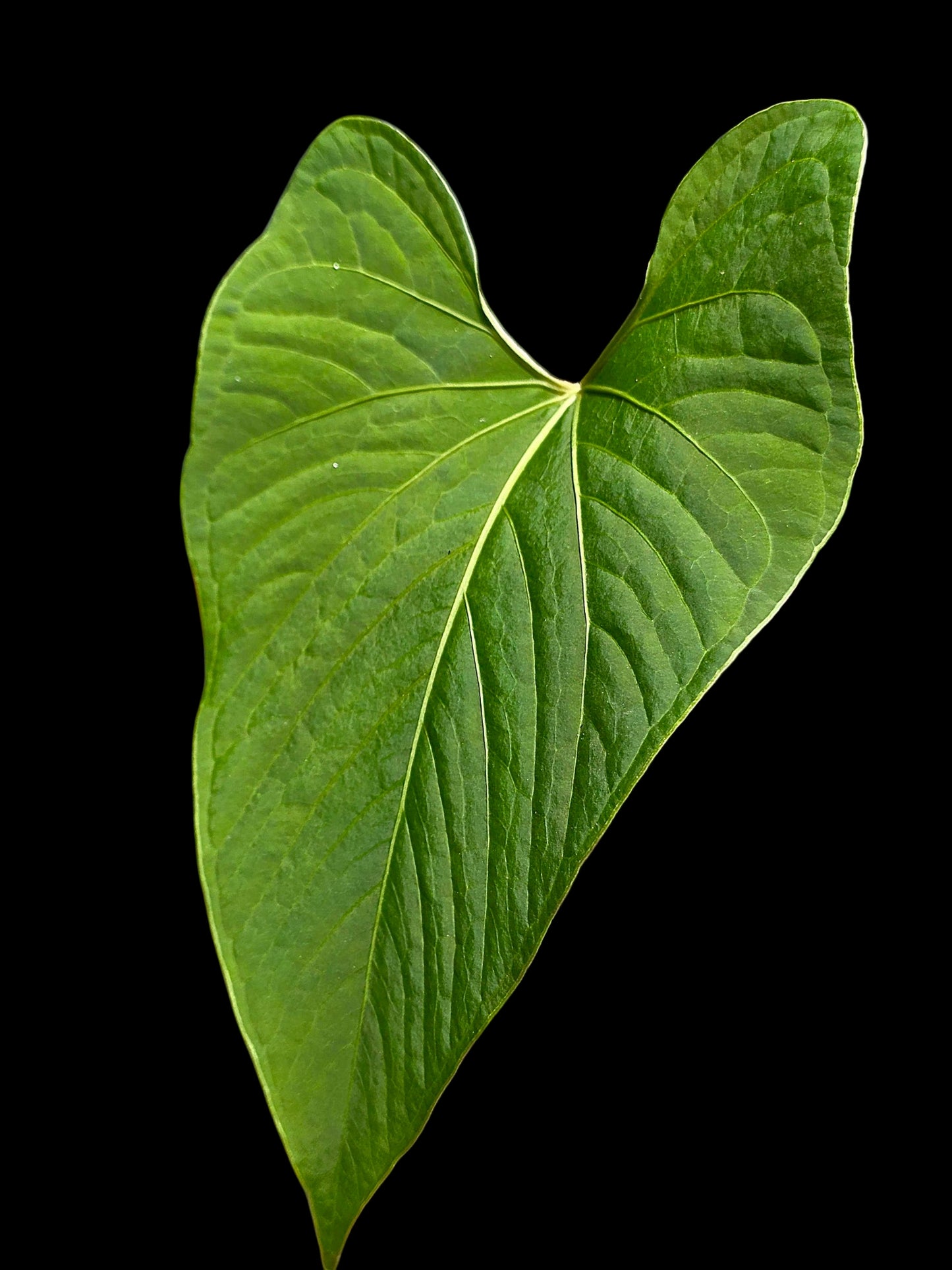 Anthurium sp. "Kunayala Glow" with 2 Leaves (EXACT PLANT)