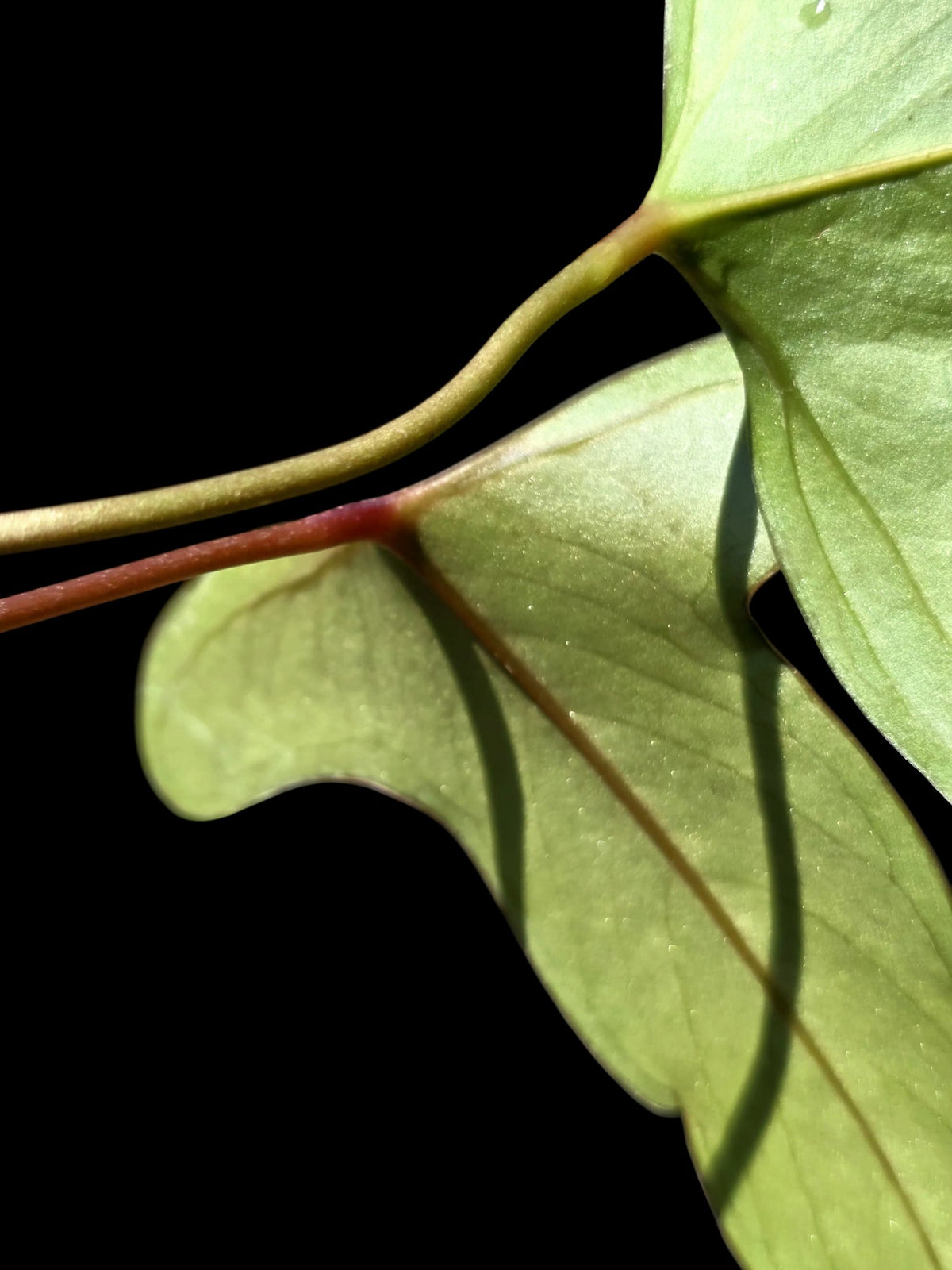 Anthurium sp. 'Tridentatum' (EXACT PLANT)