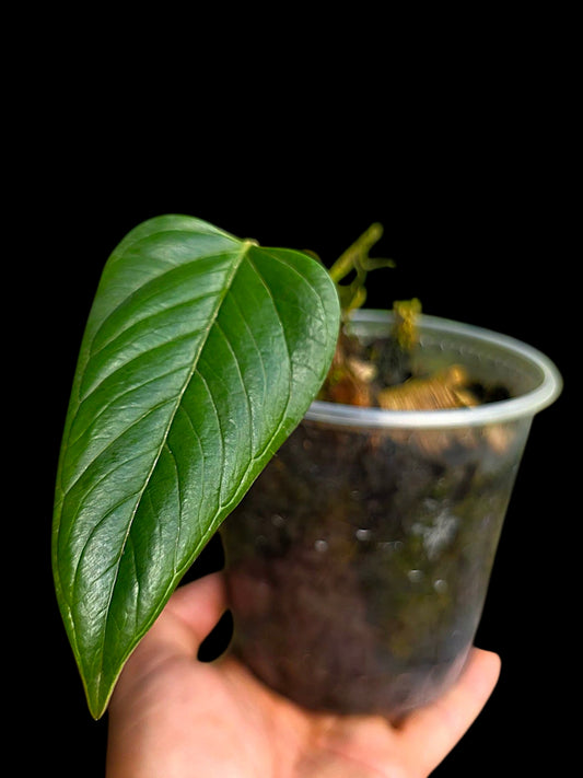 Anthurium sp. 'Indian Arrow' Wild Ecotype (EXACT PLANT)
