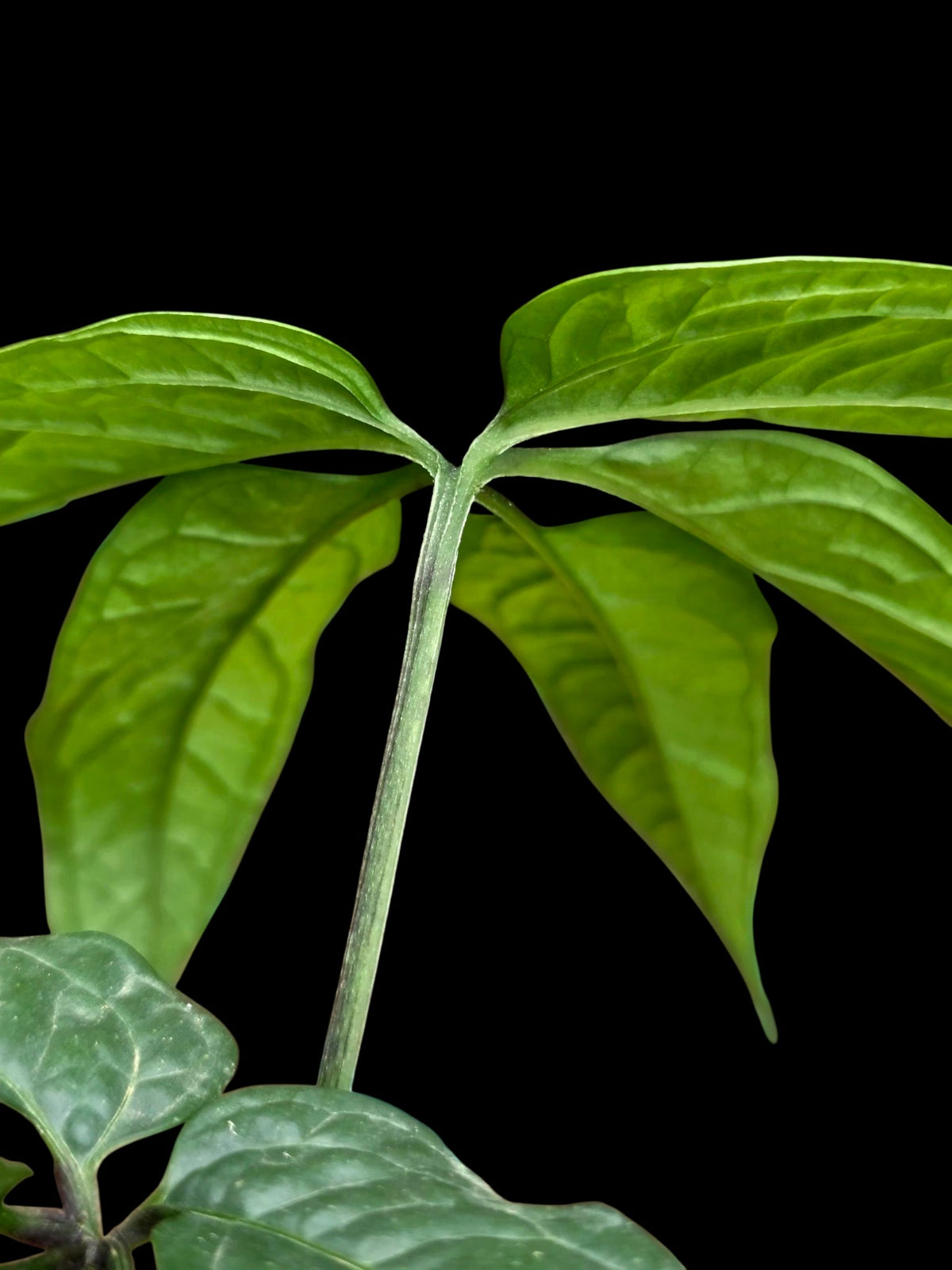 Anthurium sp. 'Abiseo Silver Fingers' (EXACT PLANT)