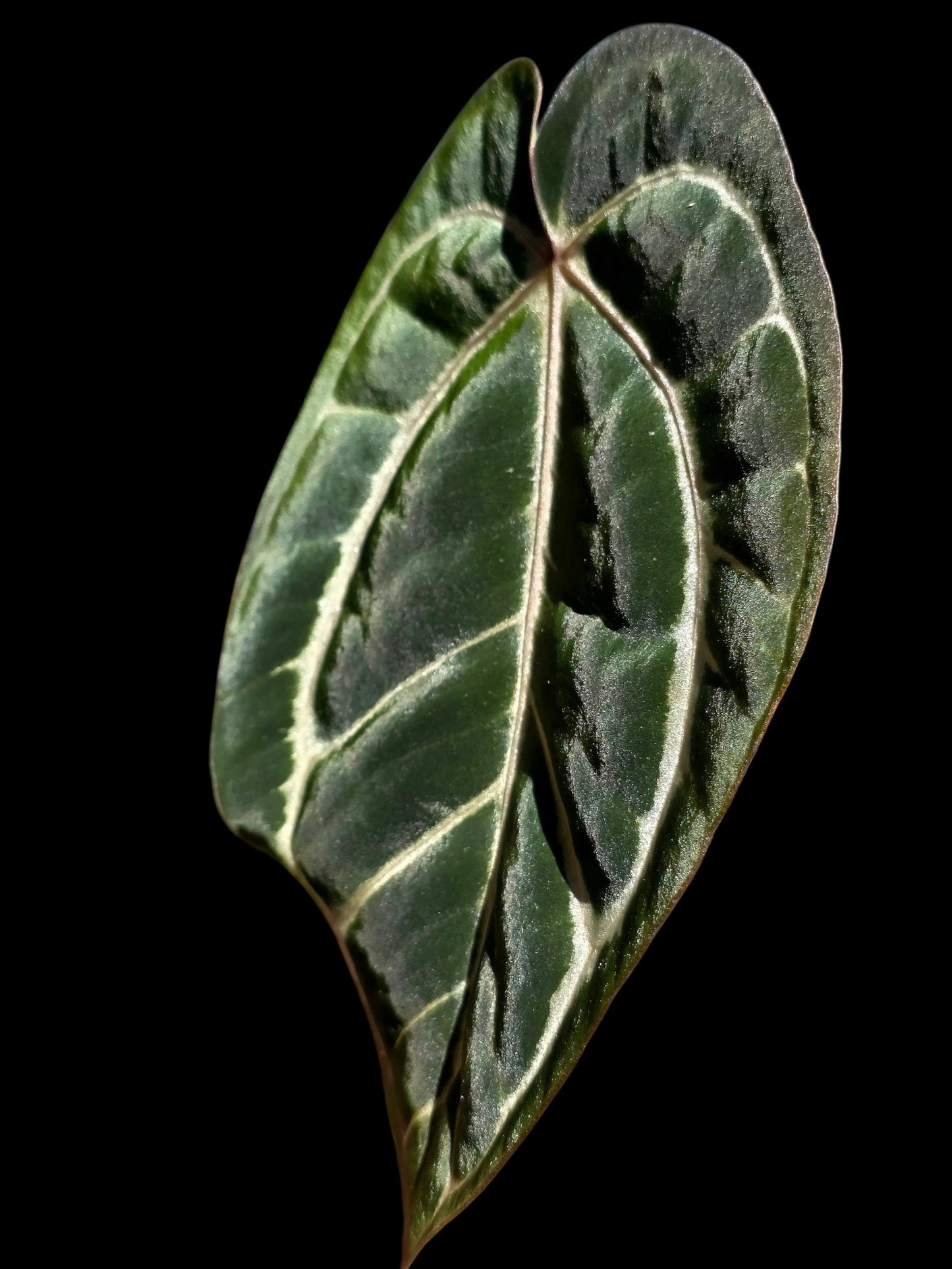 Anthurium Carlablackiae Wild Ecotype  (EXACT PLANT)