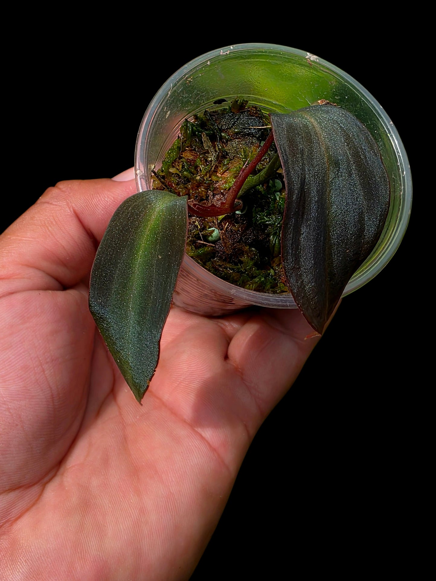 Philodendron sp. 'Peruvian Red Velvet Trilobe' (EXACT PLANT)