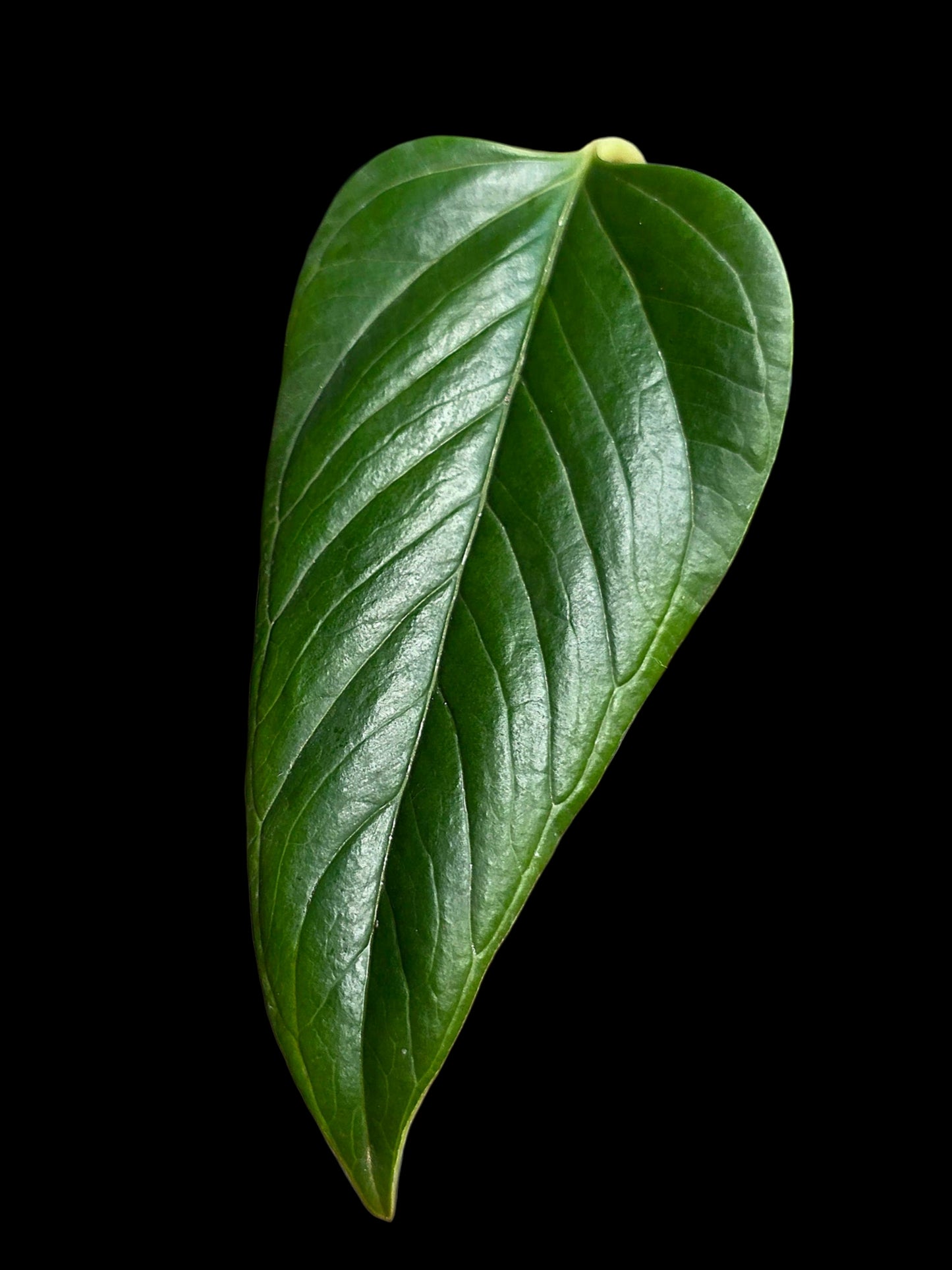 Anthurium sp. 'Indian Arrow' Wild Ecotype (EXACT PLANT)