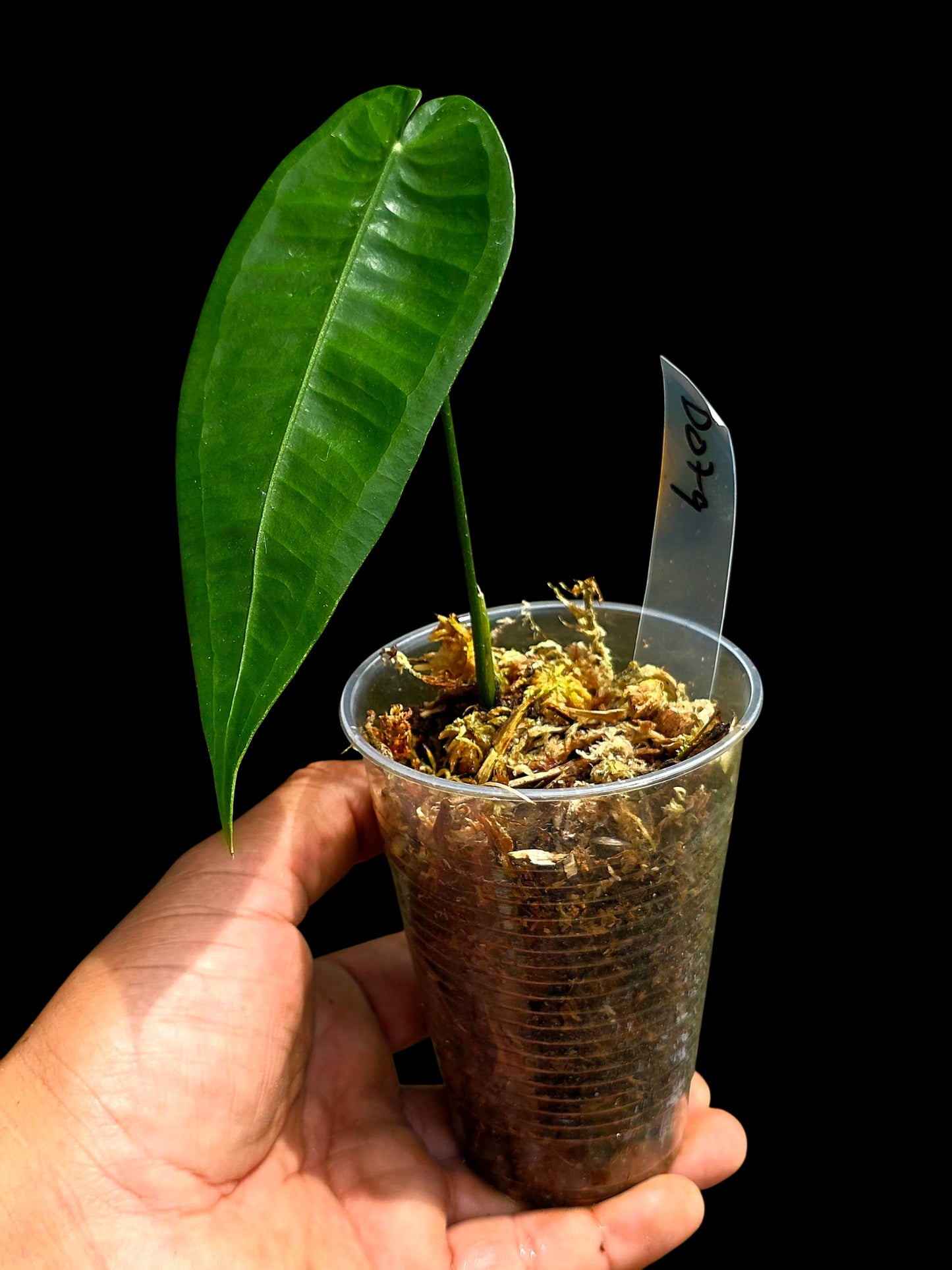 Anthurium Timplowmani Wild Ecotype (EXACT PLANT)