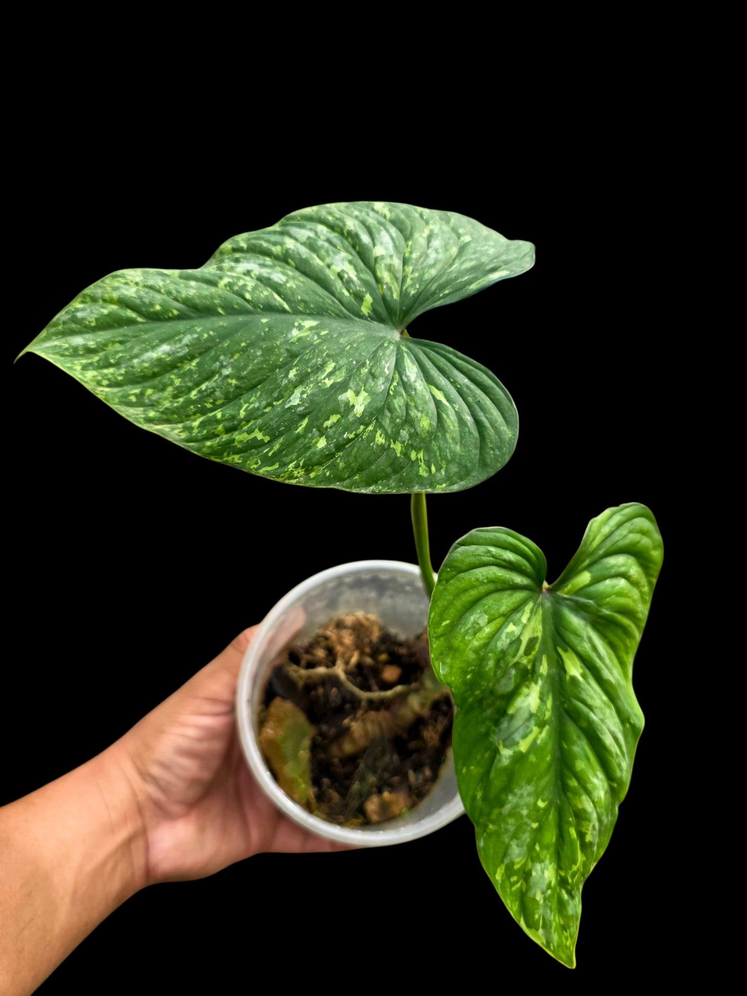 Philodendron Mamei Splash Variegated (EXACT PLANT)