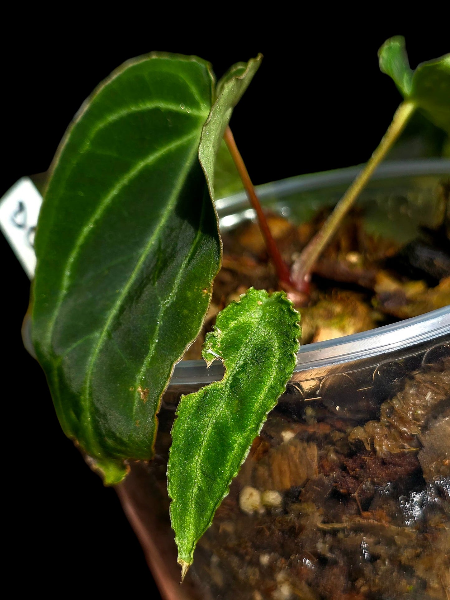 Anthurium sp. 'Andinum Lattice Crispus' Metamorphosis Phenotype (EXACT PLANT)