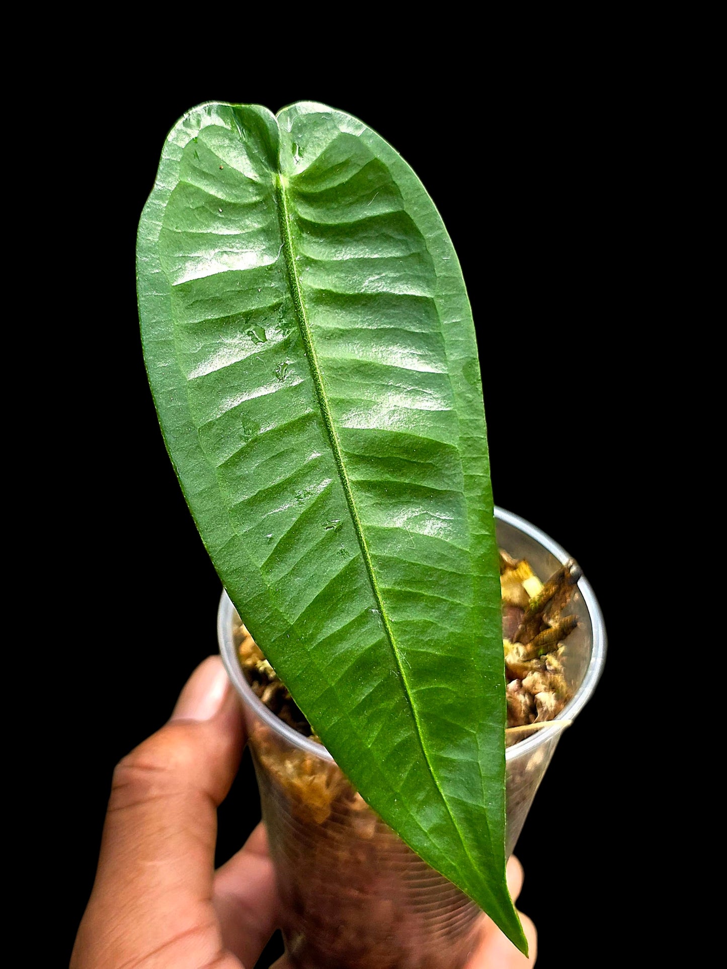 Anthurium Timplowmani Wild Ecotype (EXACT PLANT)