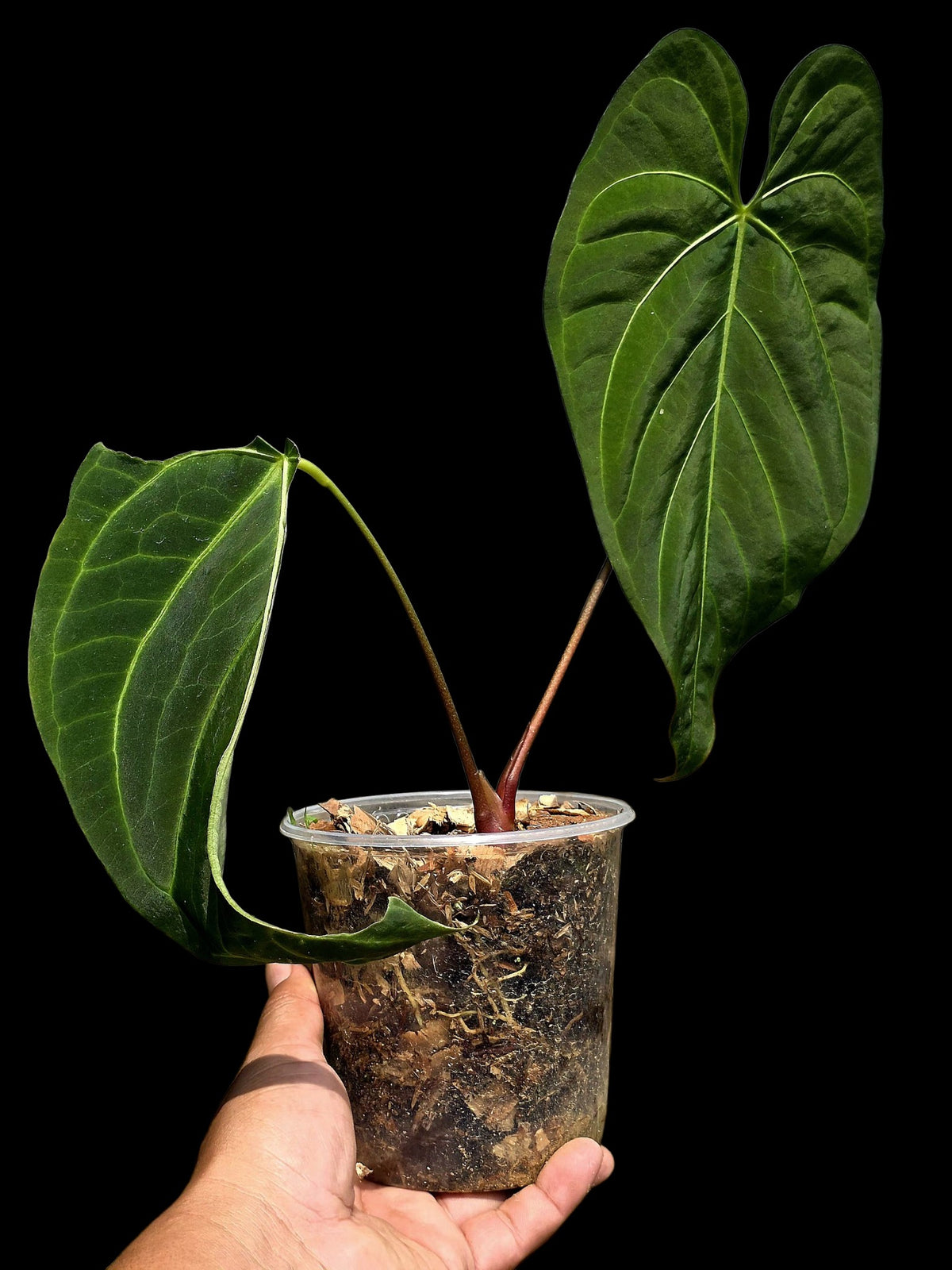 Anthurium sp. 'Tarapoto Velvet' Special Phenotype (EXACT PLANT)