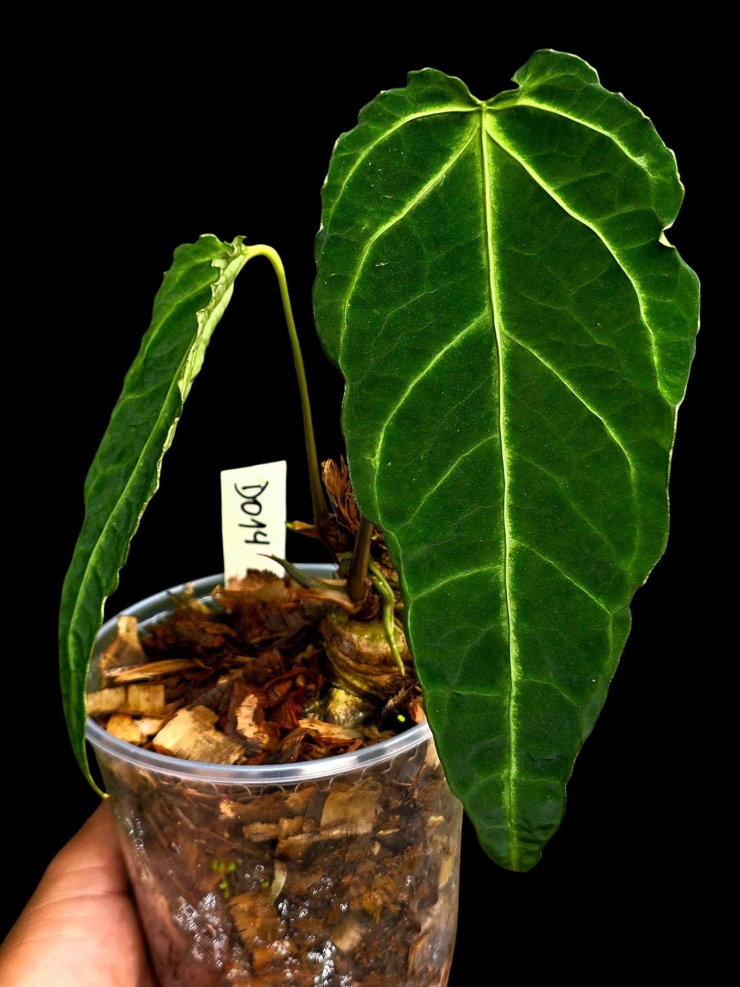 Anthurium sp. 'Andinum Lattice Crispus' Metamorphosis Phenotype (EXACT PLANT)